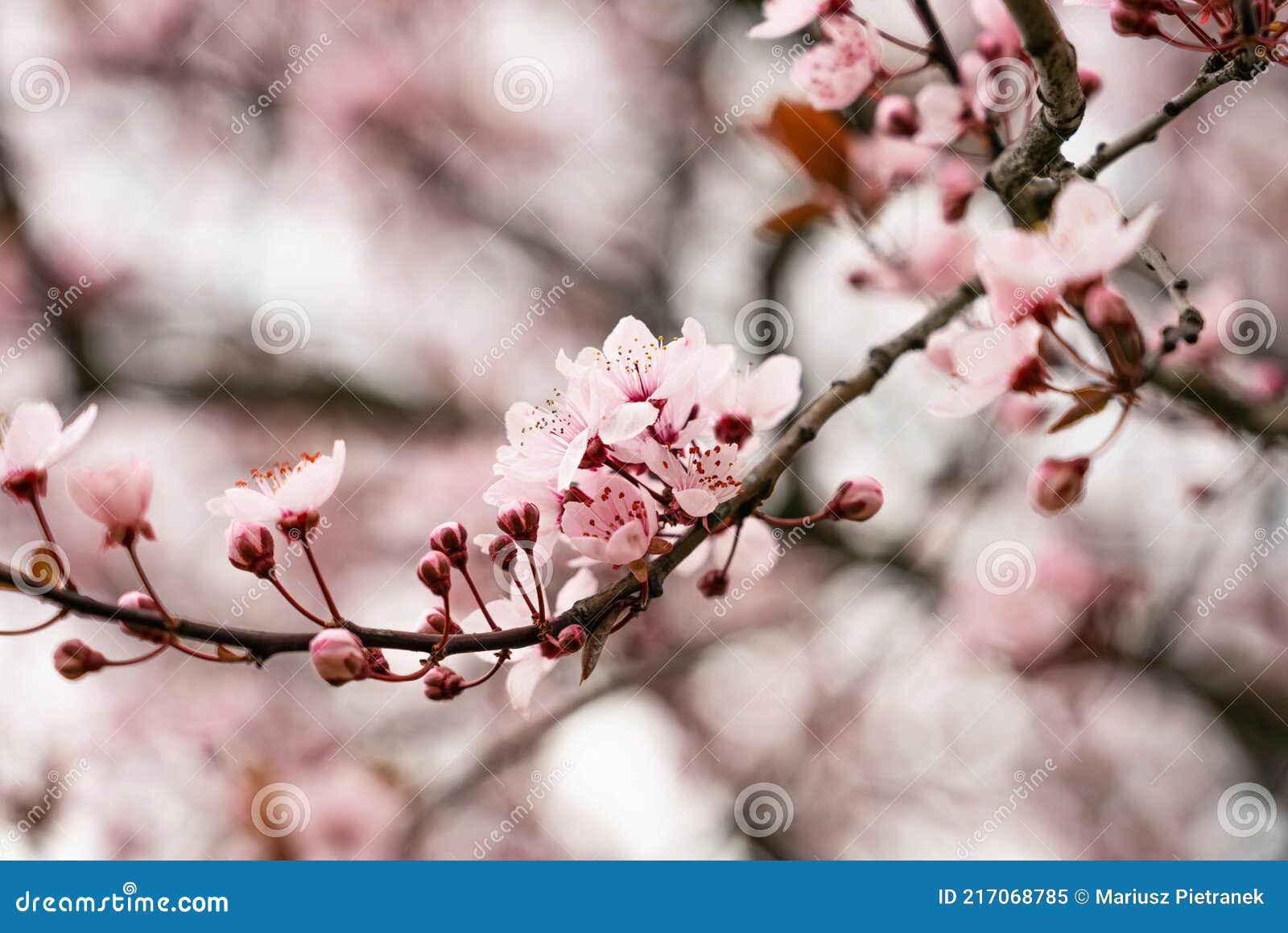 Hermoso Cerezo Flores árbol En Primavera. Un Primer Plano De Los Cerezos En  Flor En La Primavera Imagen de archivo - Imagen de albaricoque, cereza:  217068785