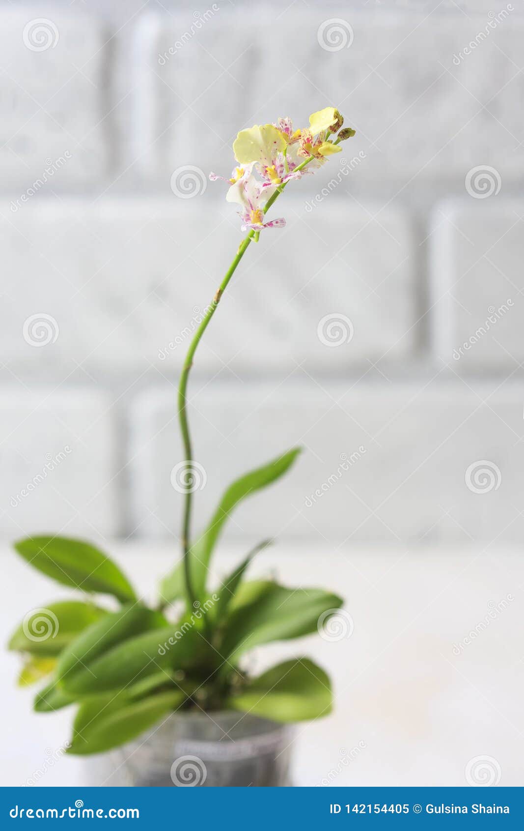 Hermoso Cierre De Una Orquídea Blanca Oncidium Twinkle Mini Orquídea Imagen  de archivo - Imagen de fragancia, ramo: 142154405