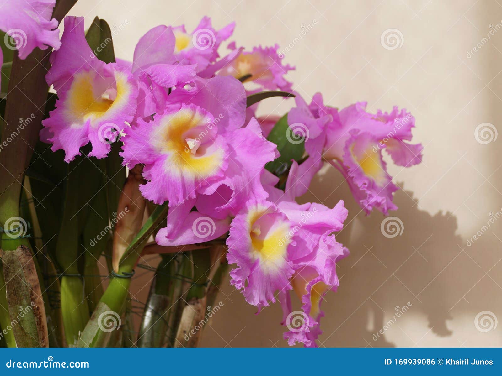 Hermoso Color Púrpura Y Amarillo De La Orquídea De Invierno Cattleya  Hawaiian Agenda Florida Foto de archivo - Imagen de programa, floral:  169939086