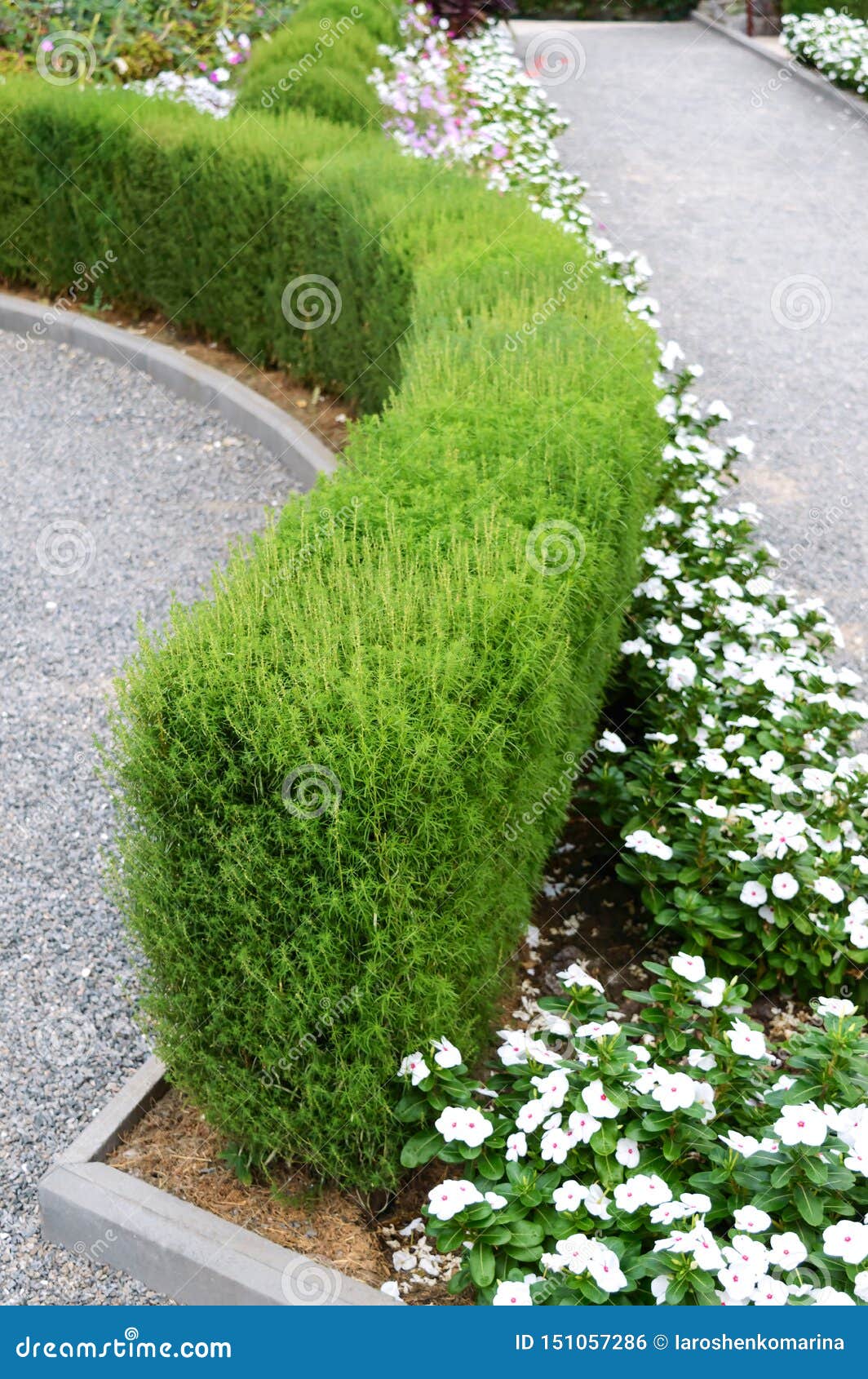 Plantas Decorativas, Arbustos, Árboles Y Flores En Cajas Y Macetas De  Madera Para Paisajismo, Jardinería Y Floricultura. Fotos, retratos,  imágenes y fotografía de archivo libres de derecho. Image 100036776