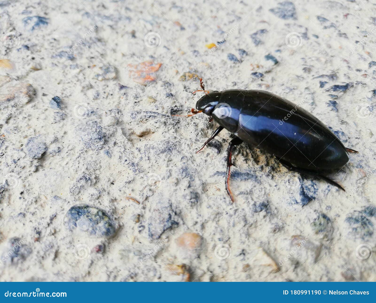 escarabajo negro con brillo en sus alas