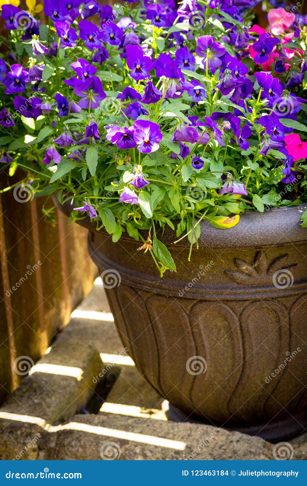 Hermoso, Jardín Del Verano Con El Flor Asombroso En Macetas Grandes Foto de archivo - Imagen de macetas, flor: 123463184 Hermoso, Jardín Del Verano Con El Flor Asombroso En Macetas Grandes Foto de archivo - Imagen de macetas, flor: 123463184