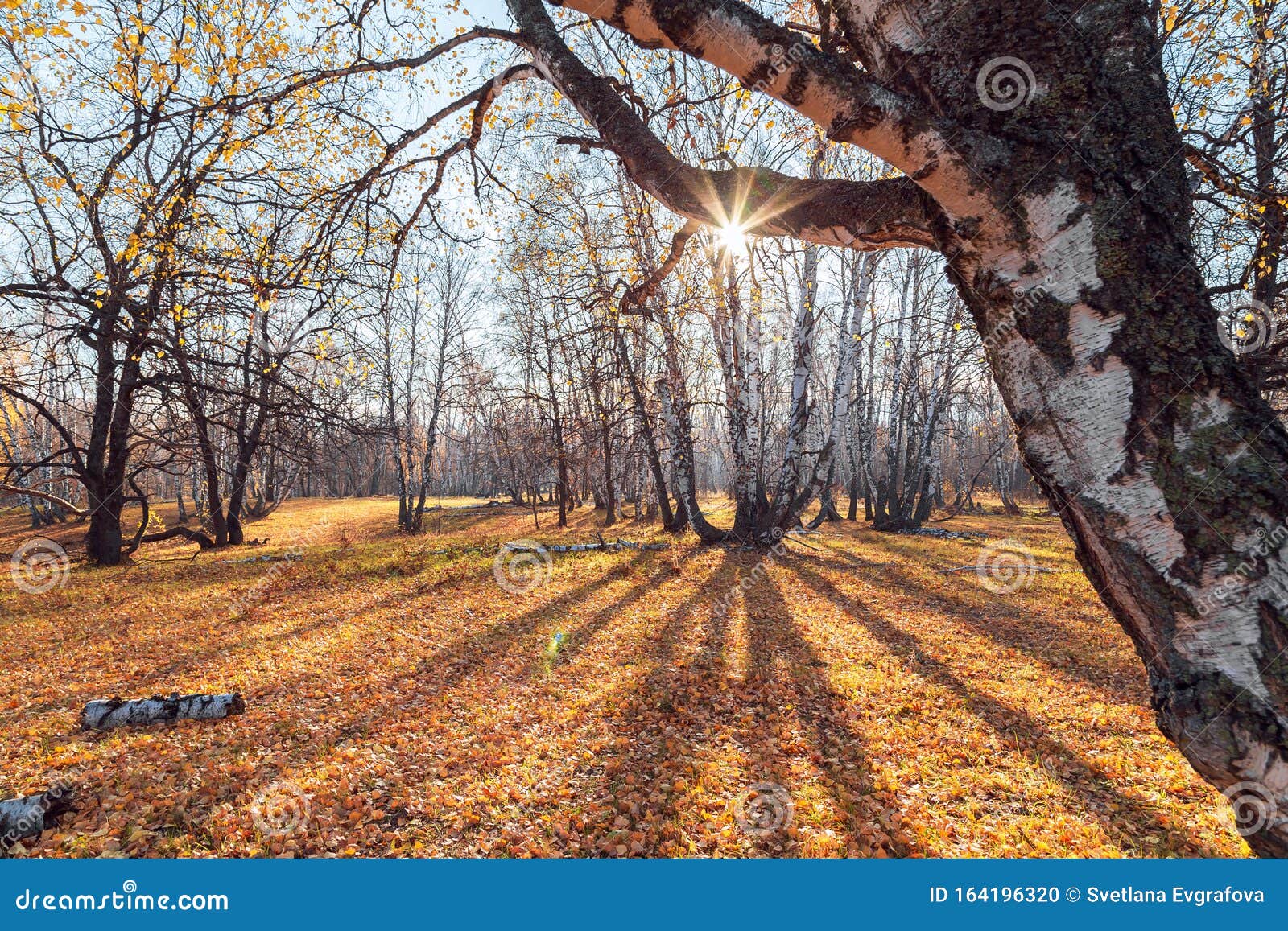 Hermoso Paisaje Luminoso Y Colorido De Otoño Buenos Días Entre árboles Con  Follaje En La Naturaleza Al Aire Libre En Un Dorado Na Foto de archivo -  Imagen de travieso, rusia: 164196320