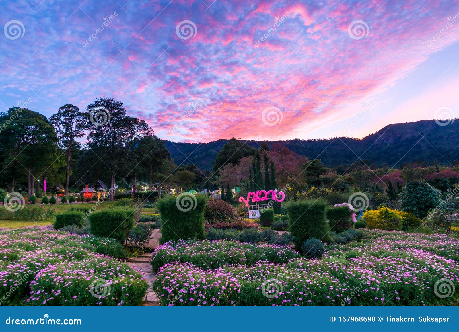 Hermoso Paisaje Natural De La Flor Del Cerezo O Prunus Cerasoides Flores  Rosas Del Sakura O Cerezo Del Himalaya Salvaje En Khun W Imagen editorial -  Imagen de cereza, floral: 167968690