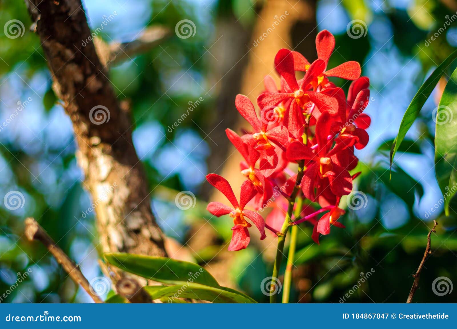 Orquideas rojas fotos