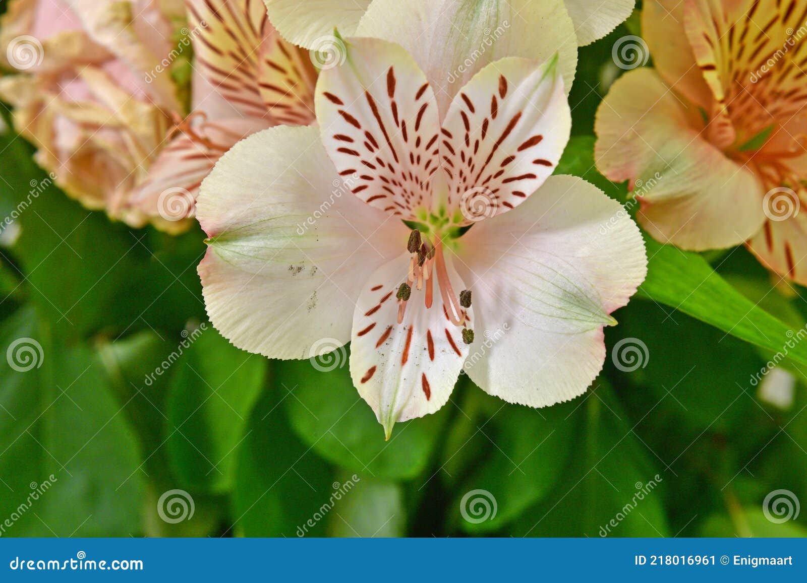 Hermoso Ramo De Flores De Rosas Beige Y Azucenas. Imagen de archivo - Imagen de hoja, vacaciones: 218016961 Hermoso Ramo De Flores De Rosas Beige Y Azucenas. Imagen de archivo - Imagen de hoja, vacaciones: 218016961