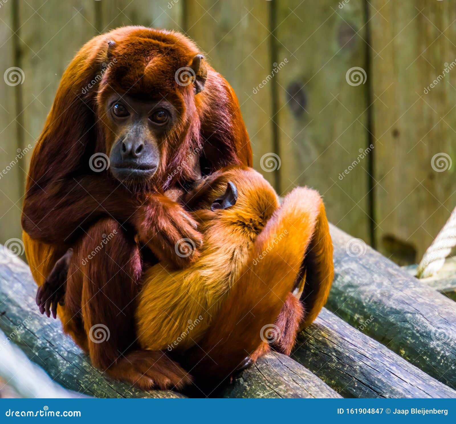 Hermoso Retrato De Un Titi De Cobre Con Su Bebe Su Mono Madre Abrazandose Con Su Bebe Comportamiento De Primate Imagen De Archivo Imagen De Sentada Rojo Hermoso Retrato De Un Titi De Cobre Con Su Bebe Su Mono Madre Abrazandose Con Su Bebe Comportamiento De Primate Imagen De Archivo Imagen De Sentada Rojo
