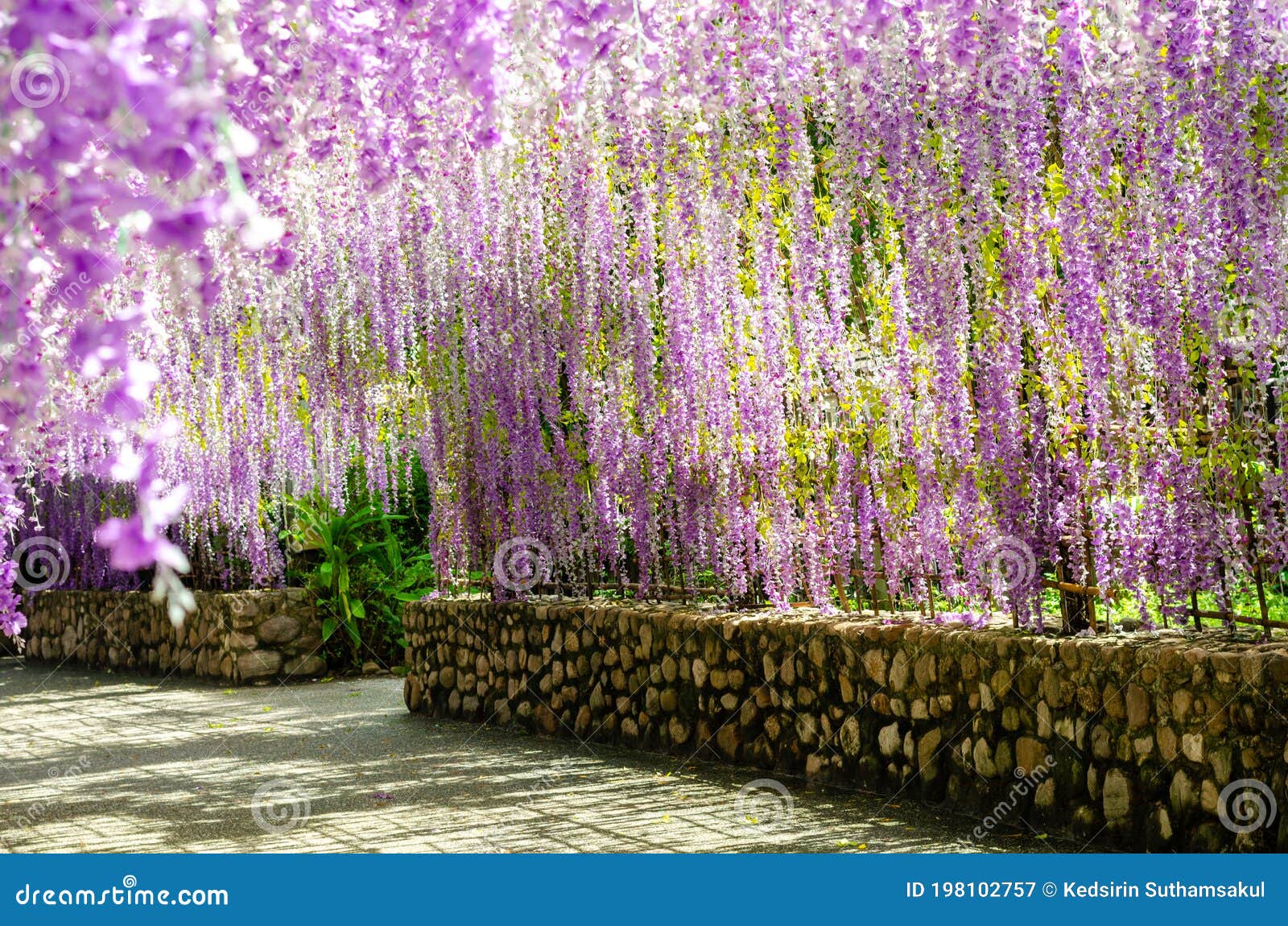 Hermoso Túnel De Flores Colgante Imagen archivo - Imagen de negocie, paisaje: 198102757