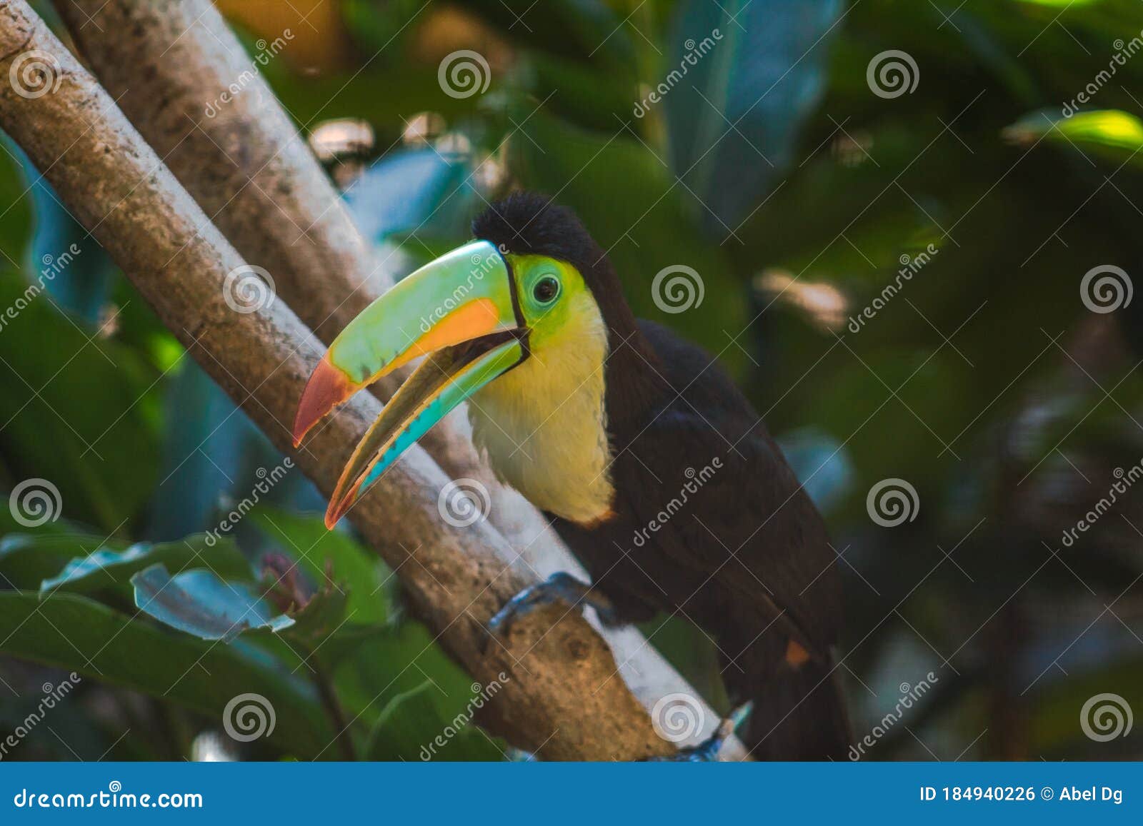 hermoso tucan pico amarillo  posado en rama de arbol