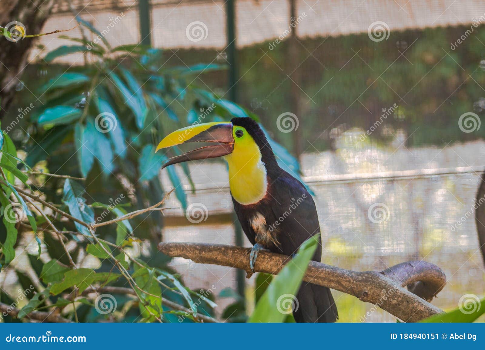 hermoso tucan pico amarillo  posado en rama de arbol