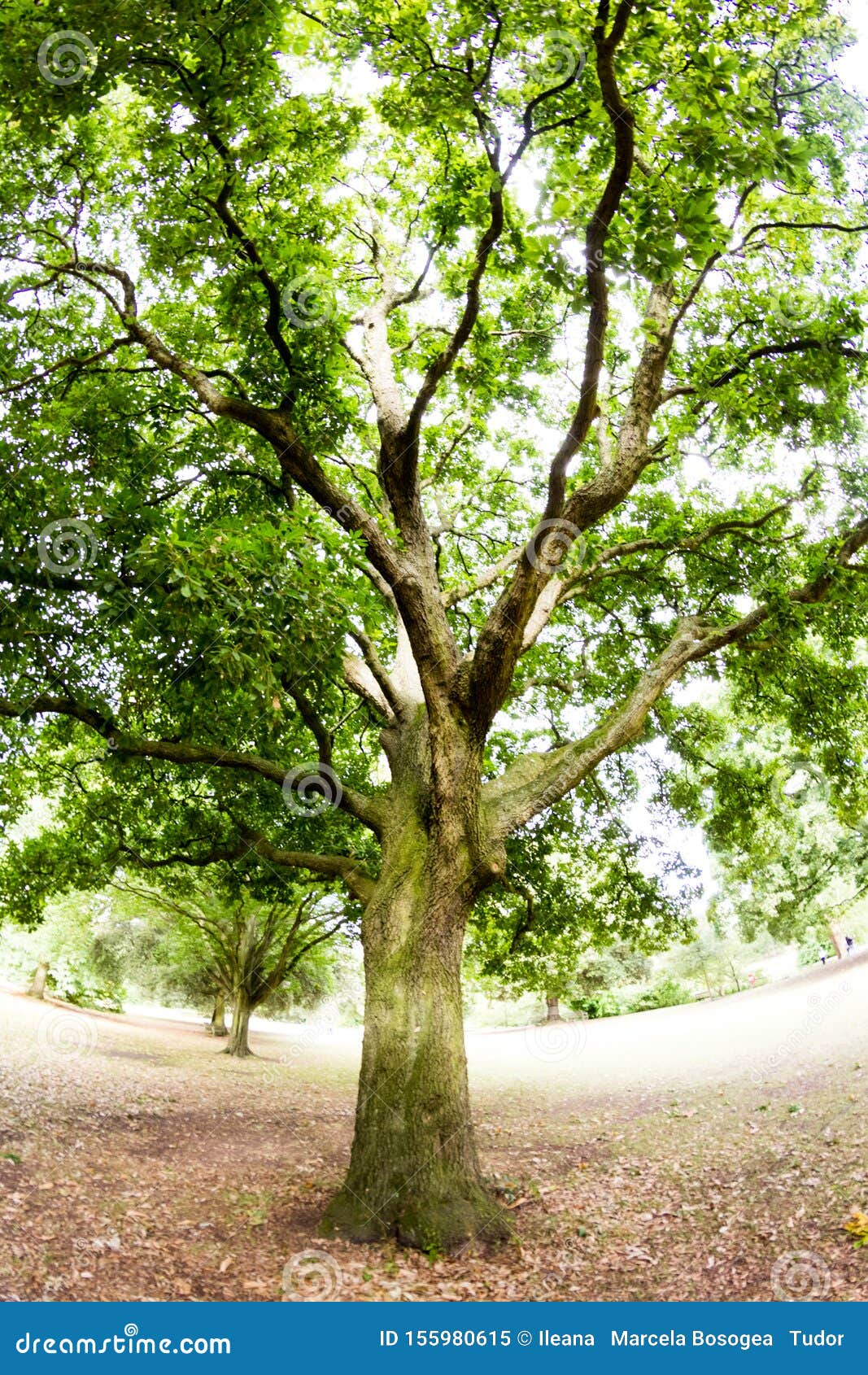 Hermosos árboles Verdes En El Parque Imagen de archivo - Imagen de hierba,  colorido: 155980615