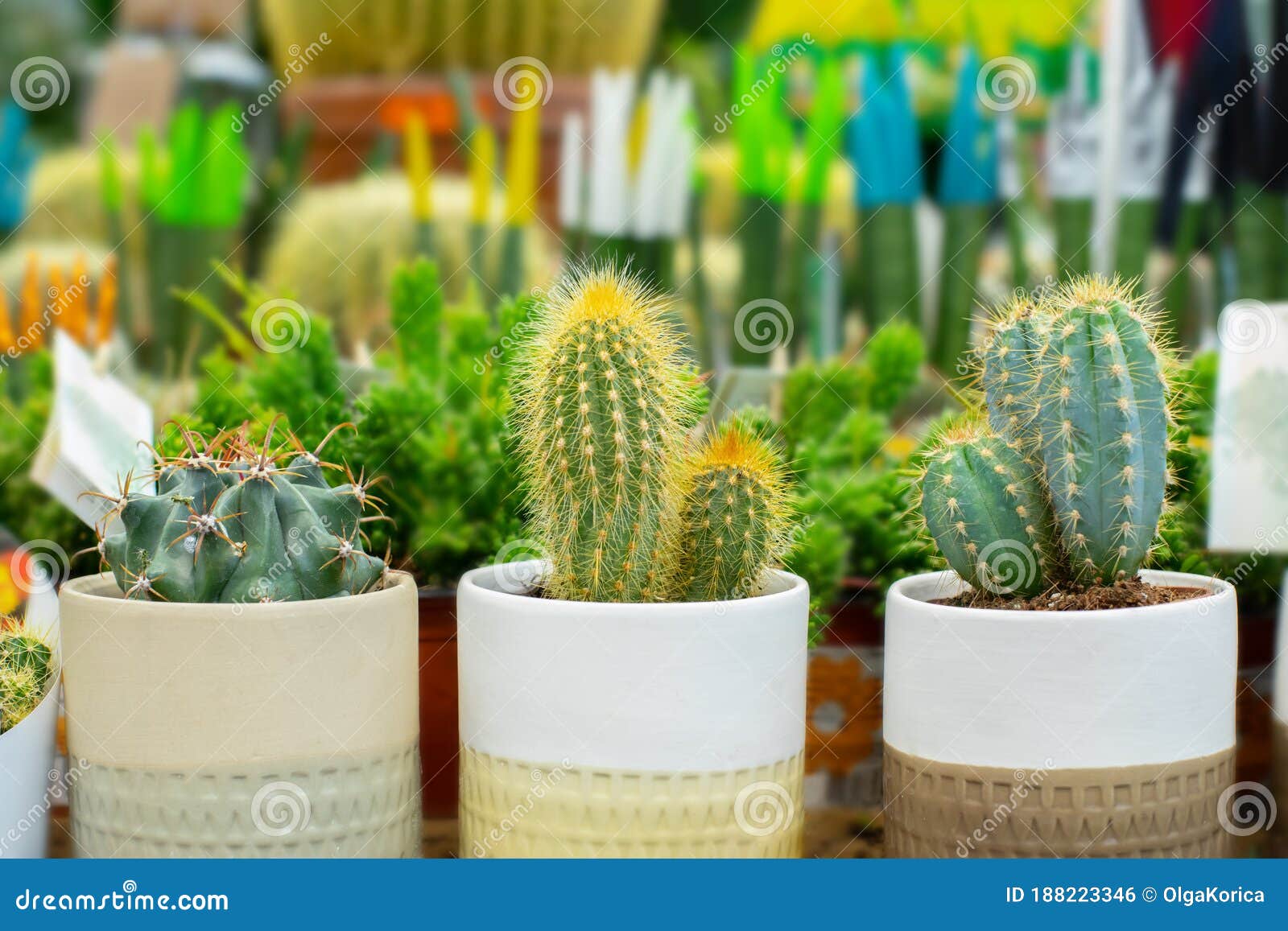 Hermosos Cactus Verdes Naturales En Macetas. Plantaciones De Cactus Del  Desierto En Crecimiento En Casa. Pequeñas Y Espinosas Plan Foto de archivo  - Imagen de cubo, crianza: 188223346