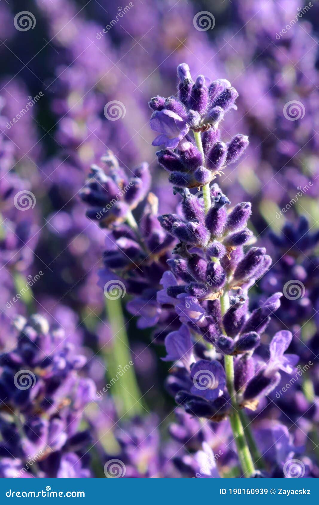 Hermosos Conjuntos Verticales De Flores Violetas De Lavanda Verdadera Flor  Latina Nombre Lavandula Angustifolia Imagen de archivo - Imagen de hierba,  vertical: 190160939