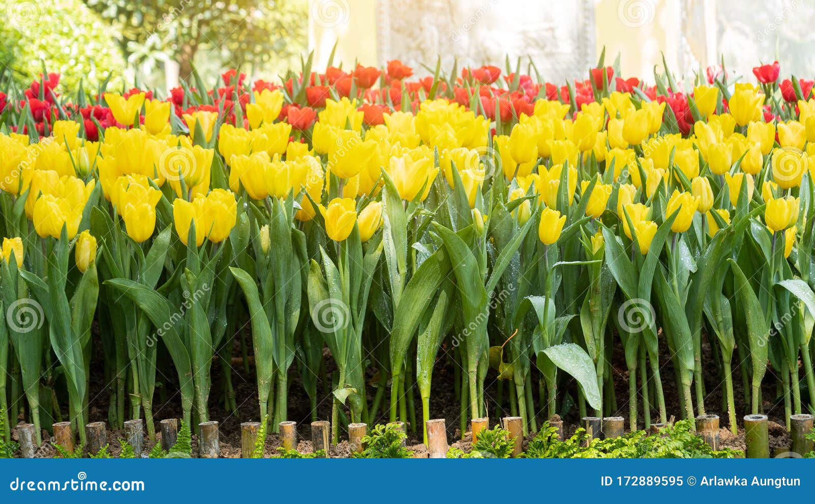 Hermosos Tulipanes Amarillos Y Rojos Y Una Variedad De Colores Naturales En  La Flor Imagen de archivo - Imagen de nadie, paisaje: 172889595