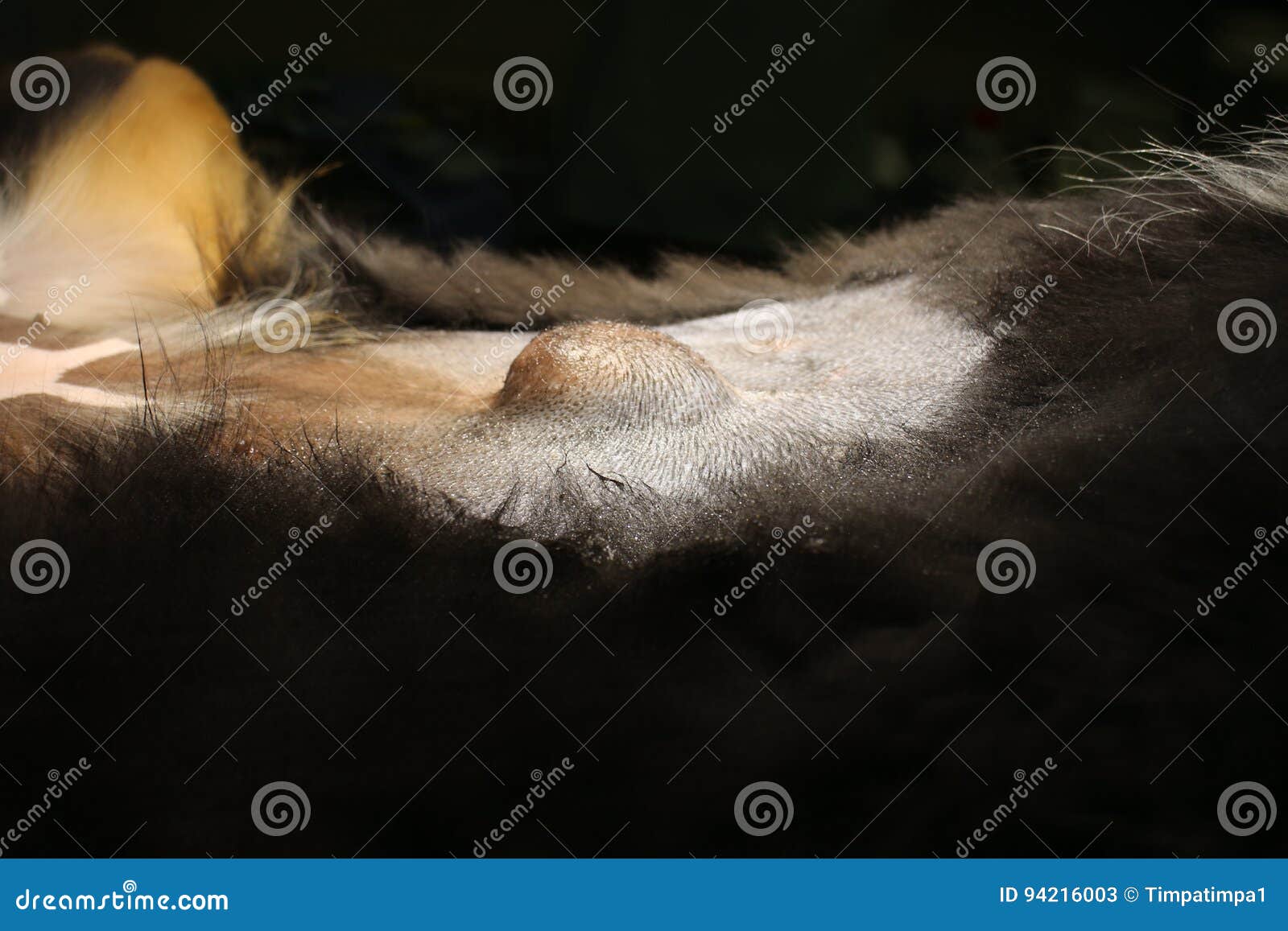 Hernie Ombilicale Par Le Chien Image Stock Image Du Disque Maladie Hernie Ombilicale Par Le Chien Image Stock Image Du Disque Maladie