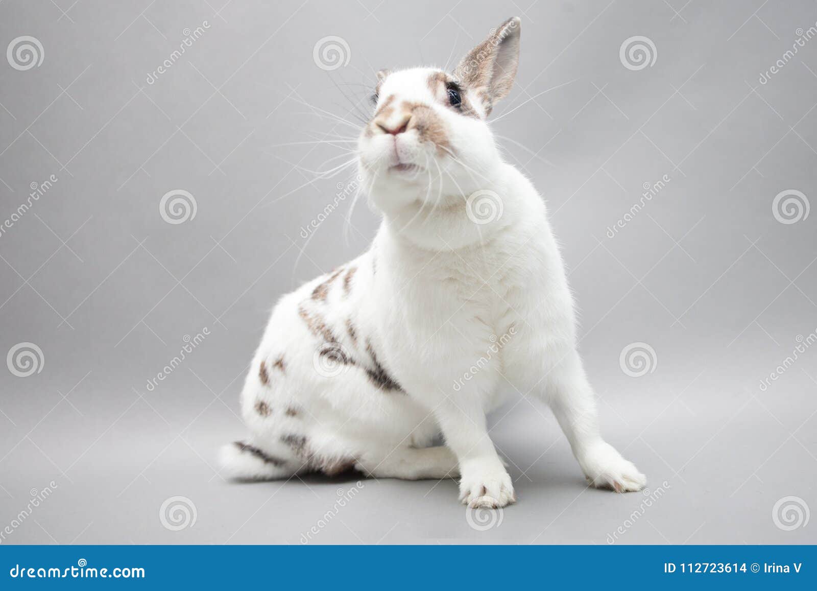 Hero White Bunny Stretchs Paws and Cranes the Neck Stock Photo Image