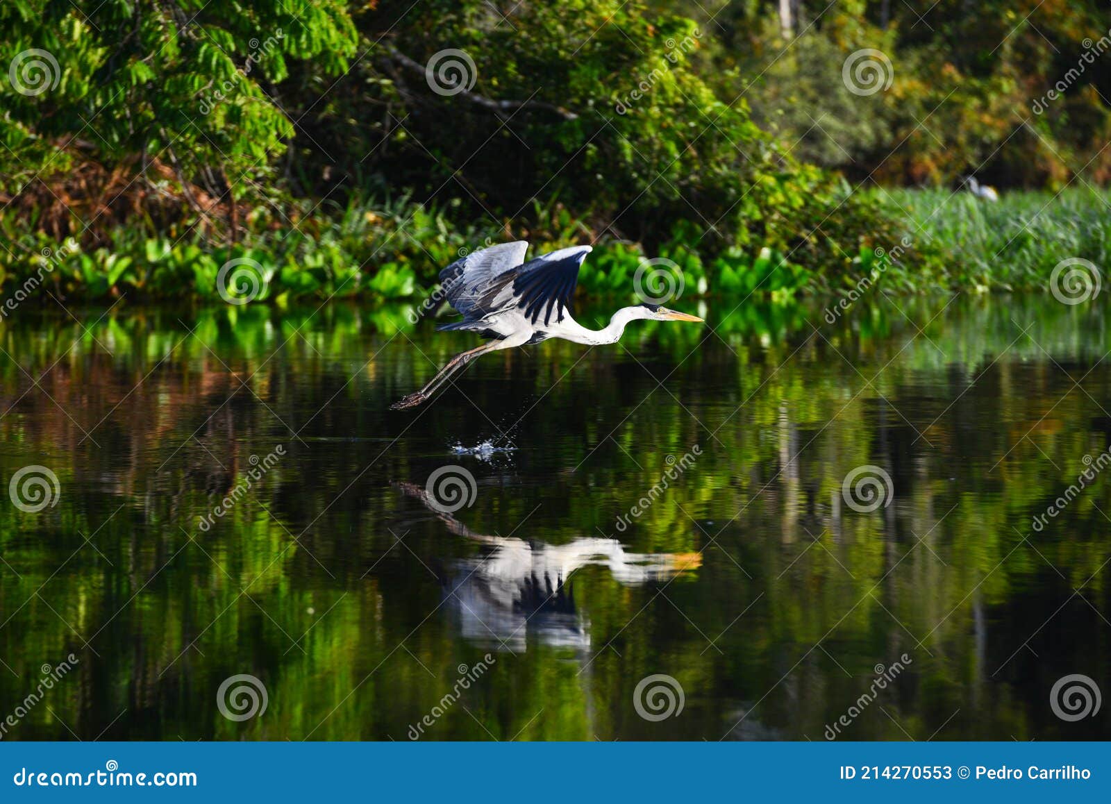 a heron in the amazon