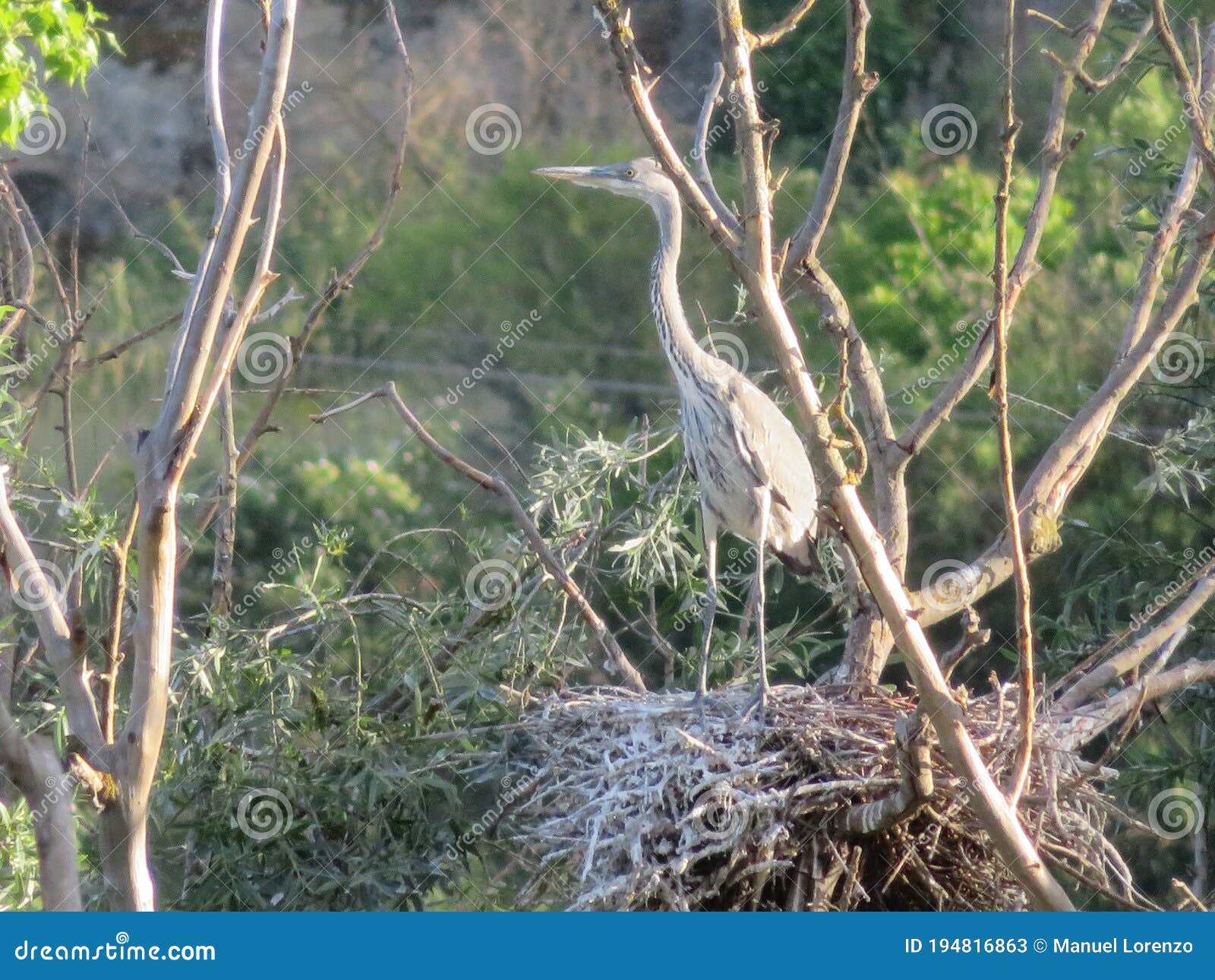 heron bird must nest feather color fly wings