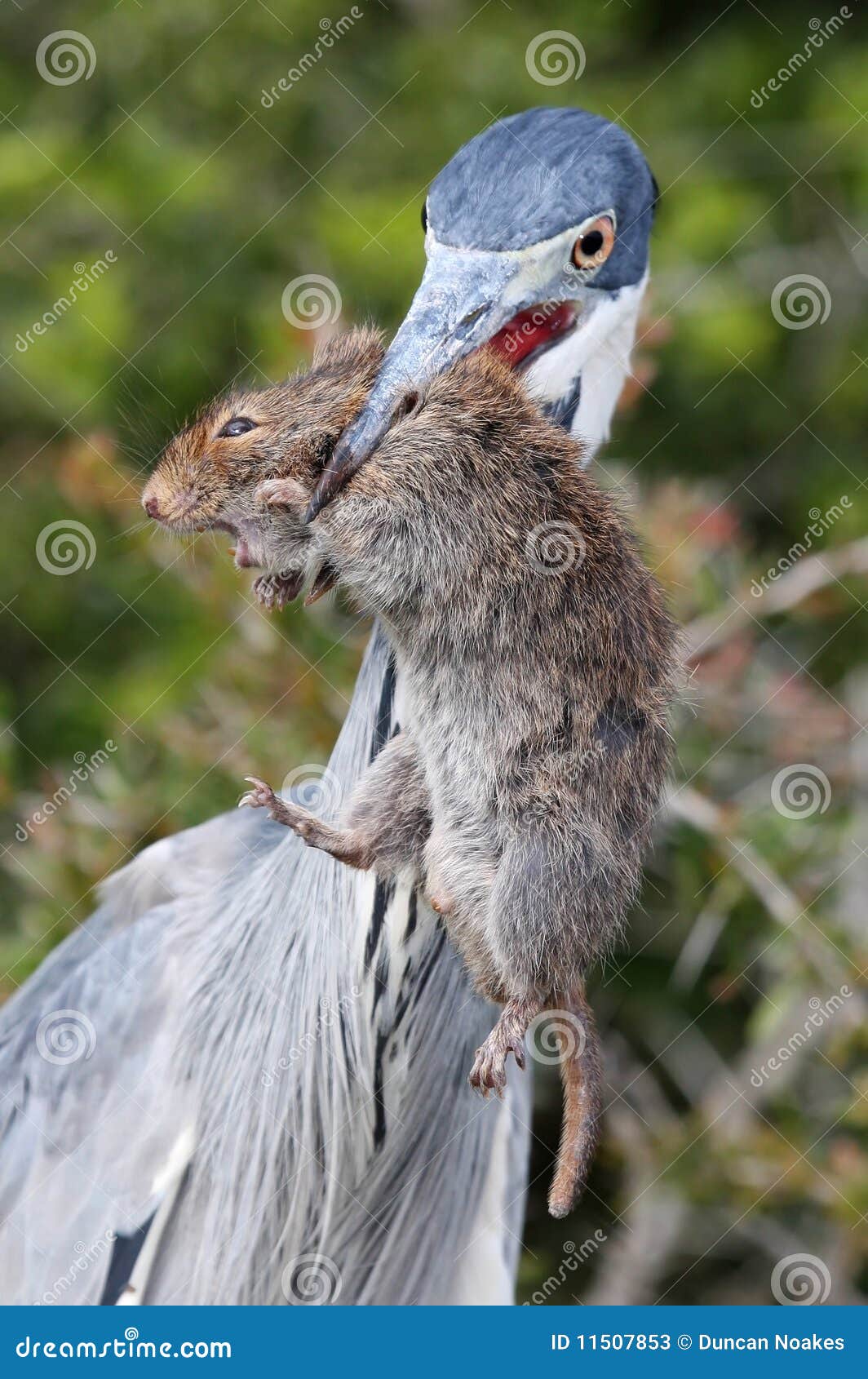 Heron Bird and Rat stock image. Image of meal, beak, eyes 11507853