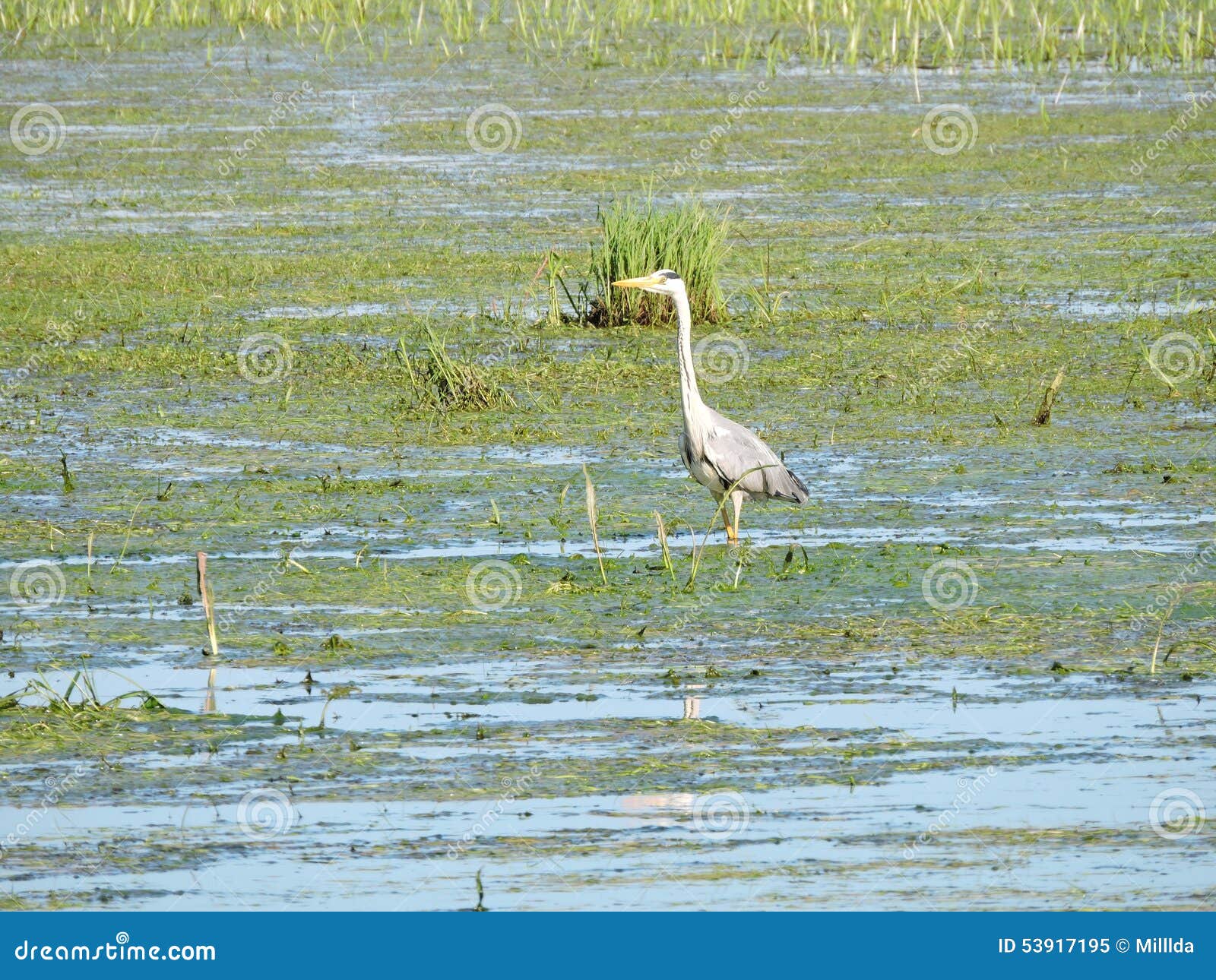 Heron bird in swamp stock image. Image of beautiful, lithuania Biology Diagrams