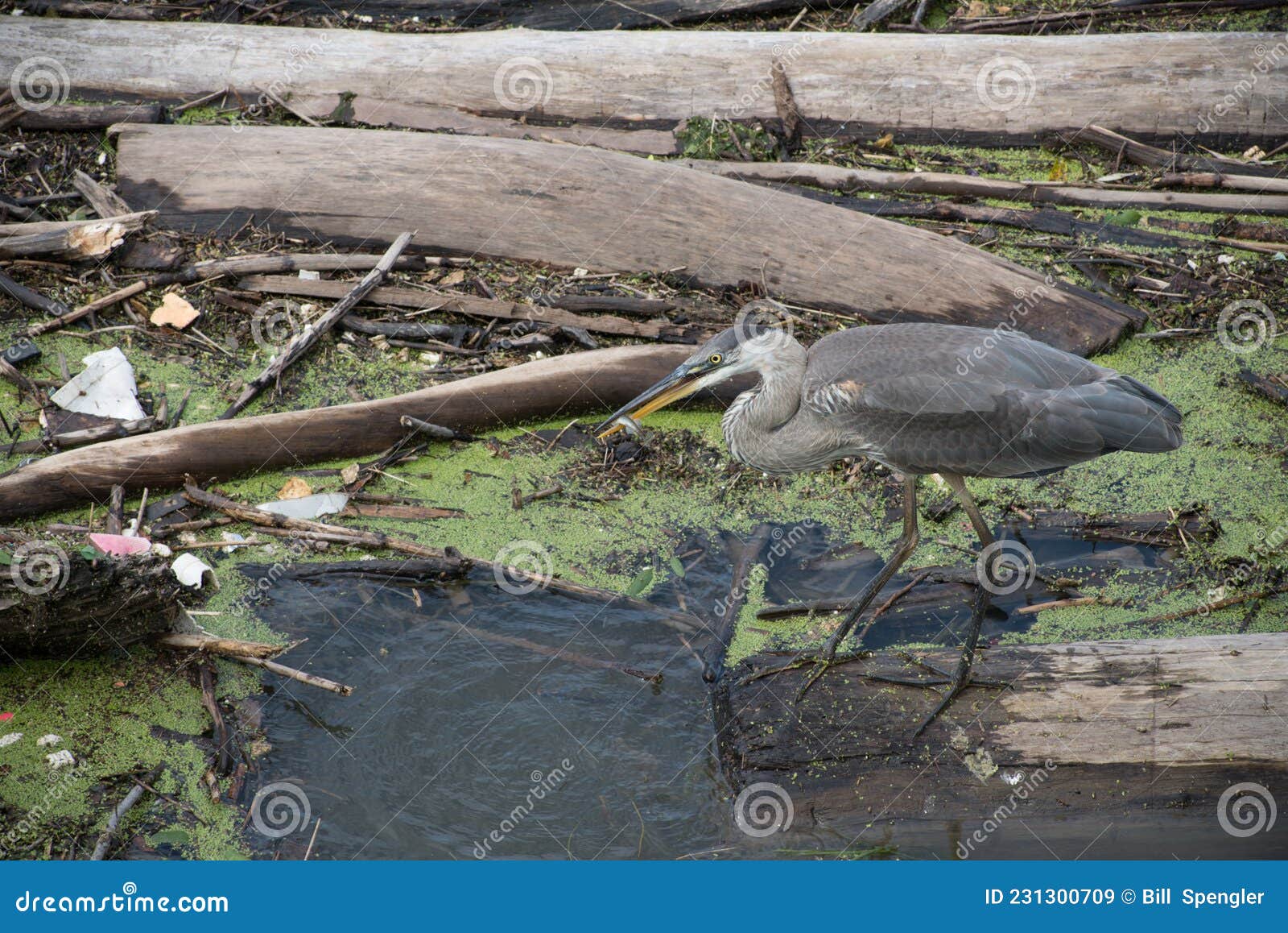 heron catches a perch