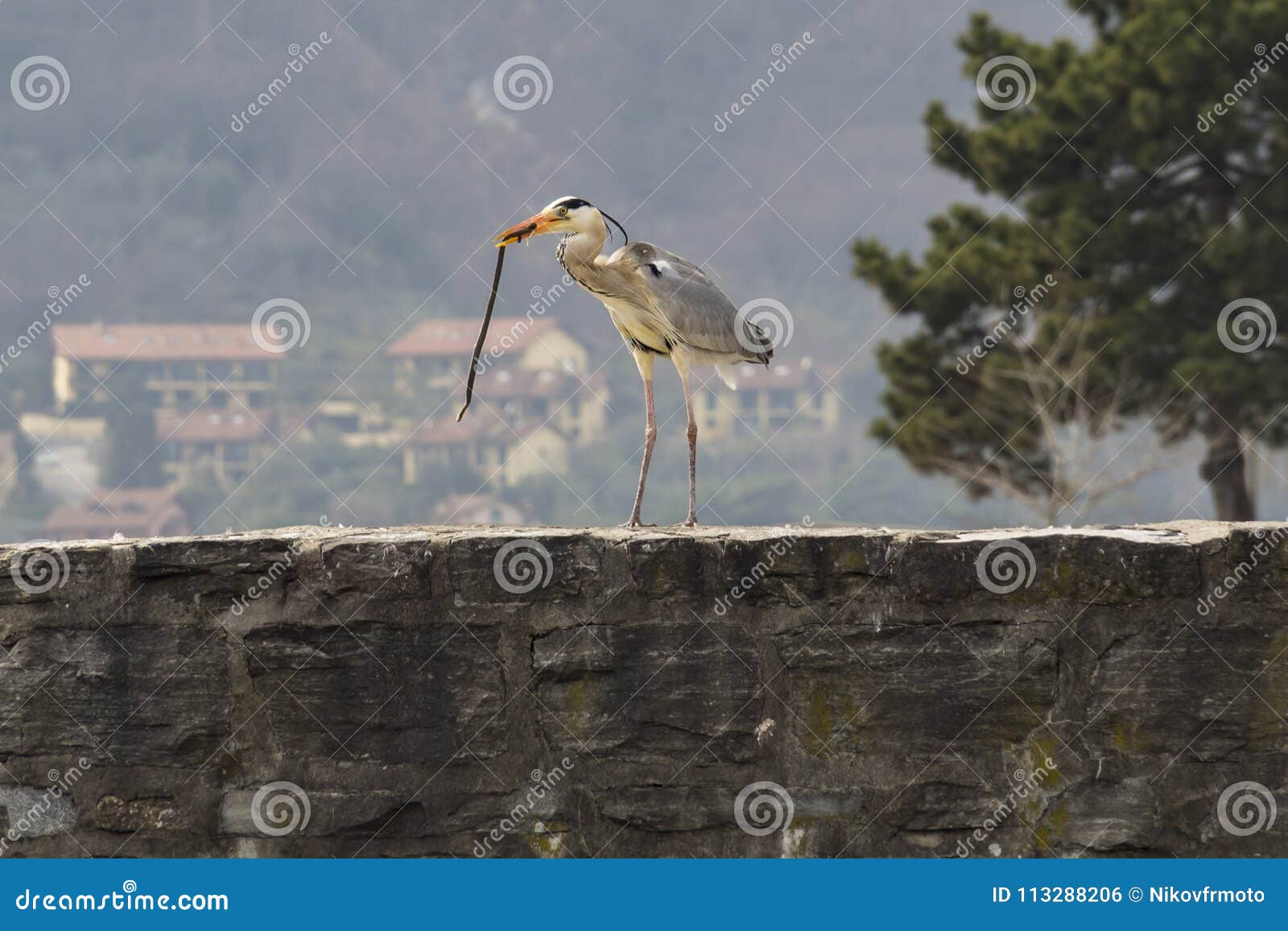 Heron close up stock photo. Image of nature, beak, fishing 113288206