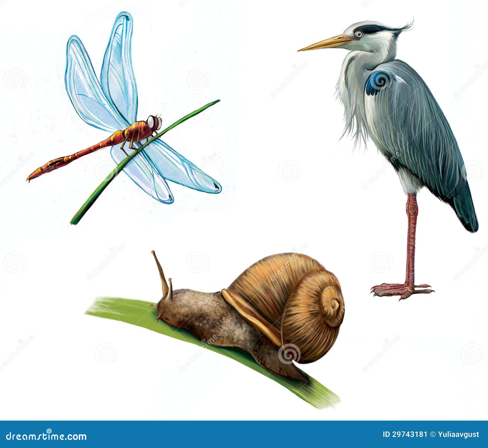 grey heron, dragon fly, and snail