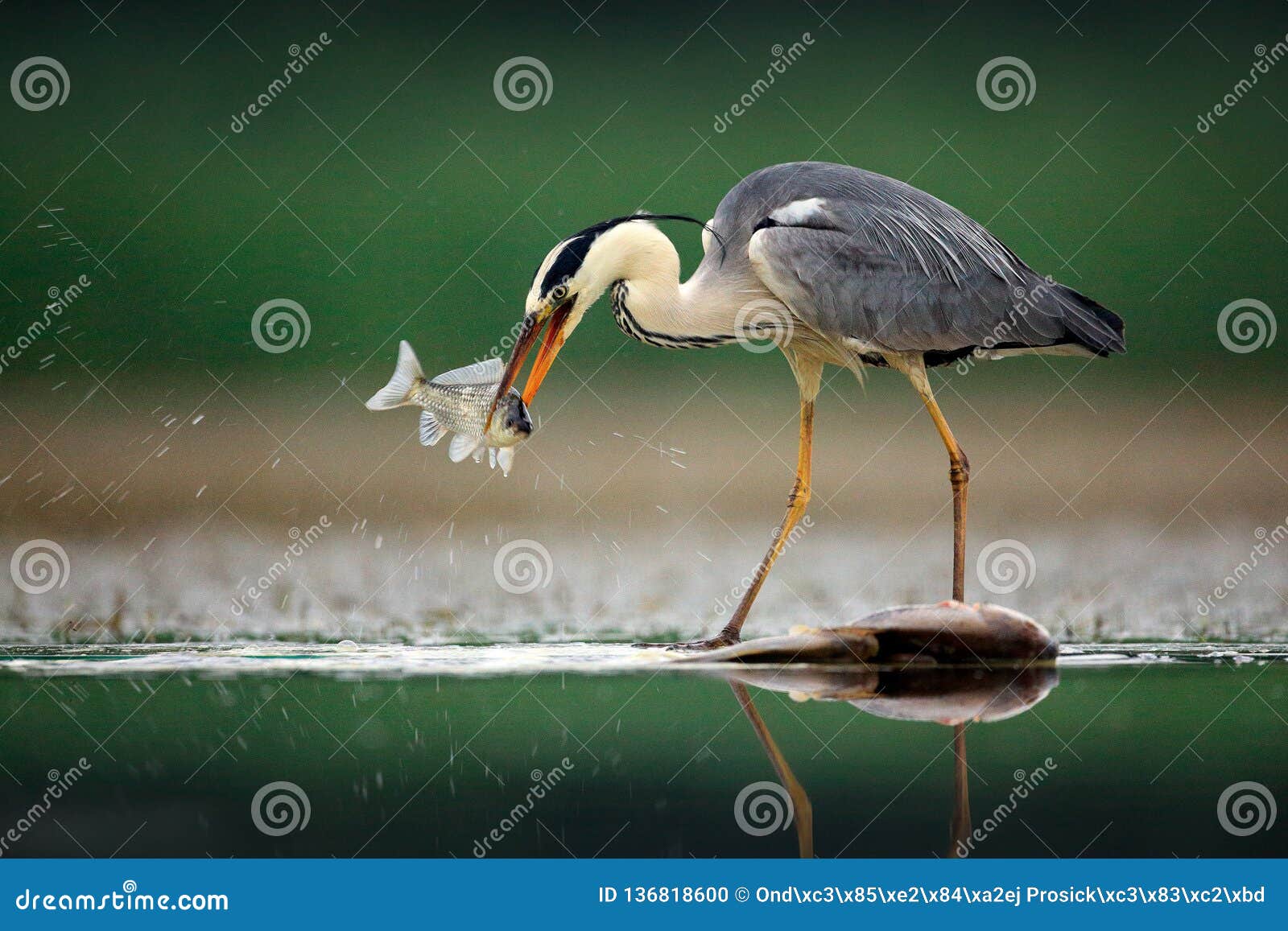 heron with fish. grey heron, ardea cinerea, blurred grass in background. heron in the forest lake. animal in the nature habitat,