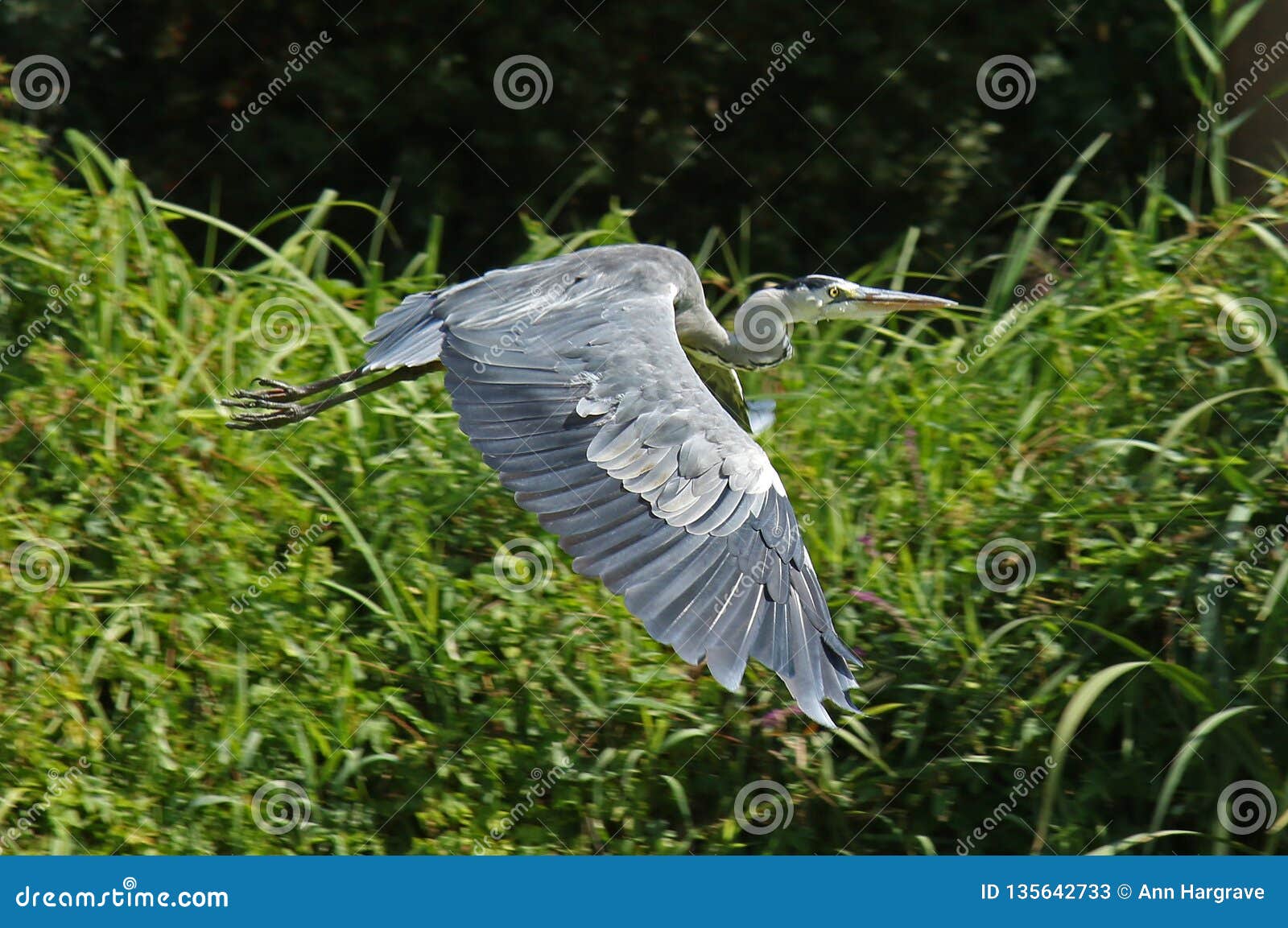 heron in flight, poitou charentes, france, on the la sevre niortaise river