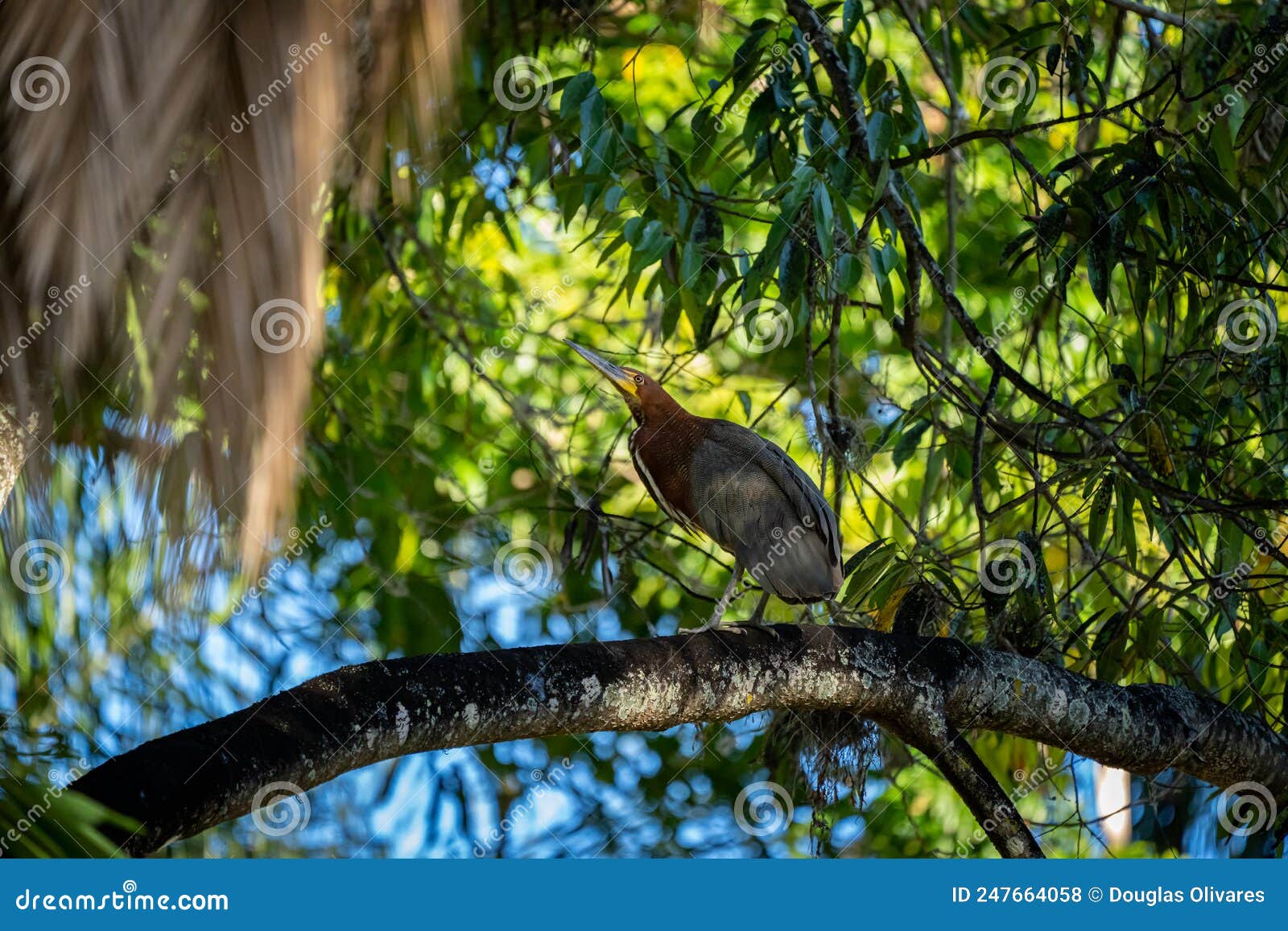 heron or garza tigre colorada resting on a tree branch. ardeidae family