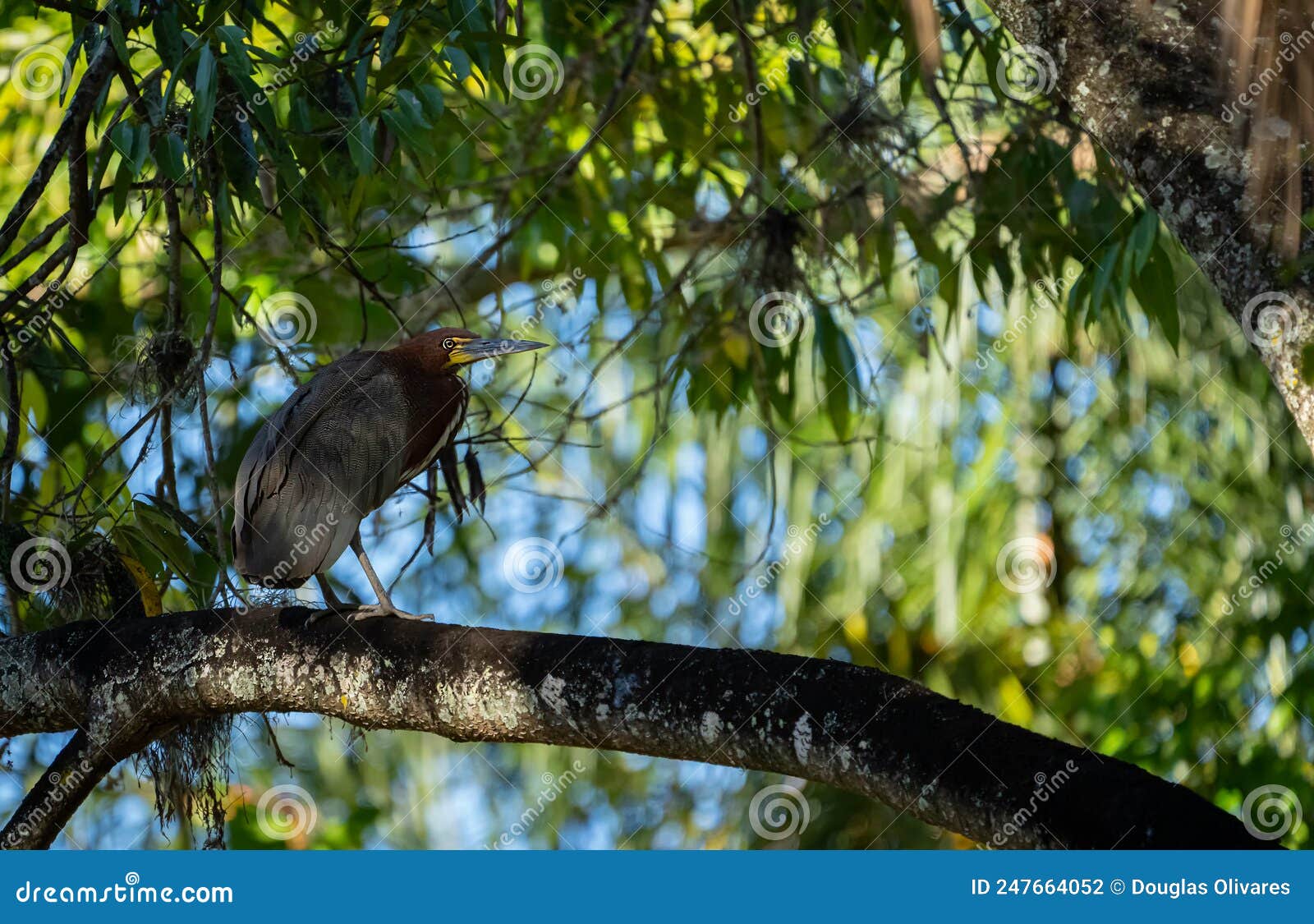 heron or garza tigre colorada resting on a tree branch. ardeidae family