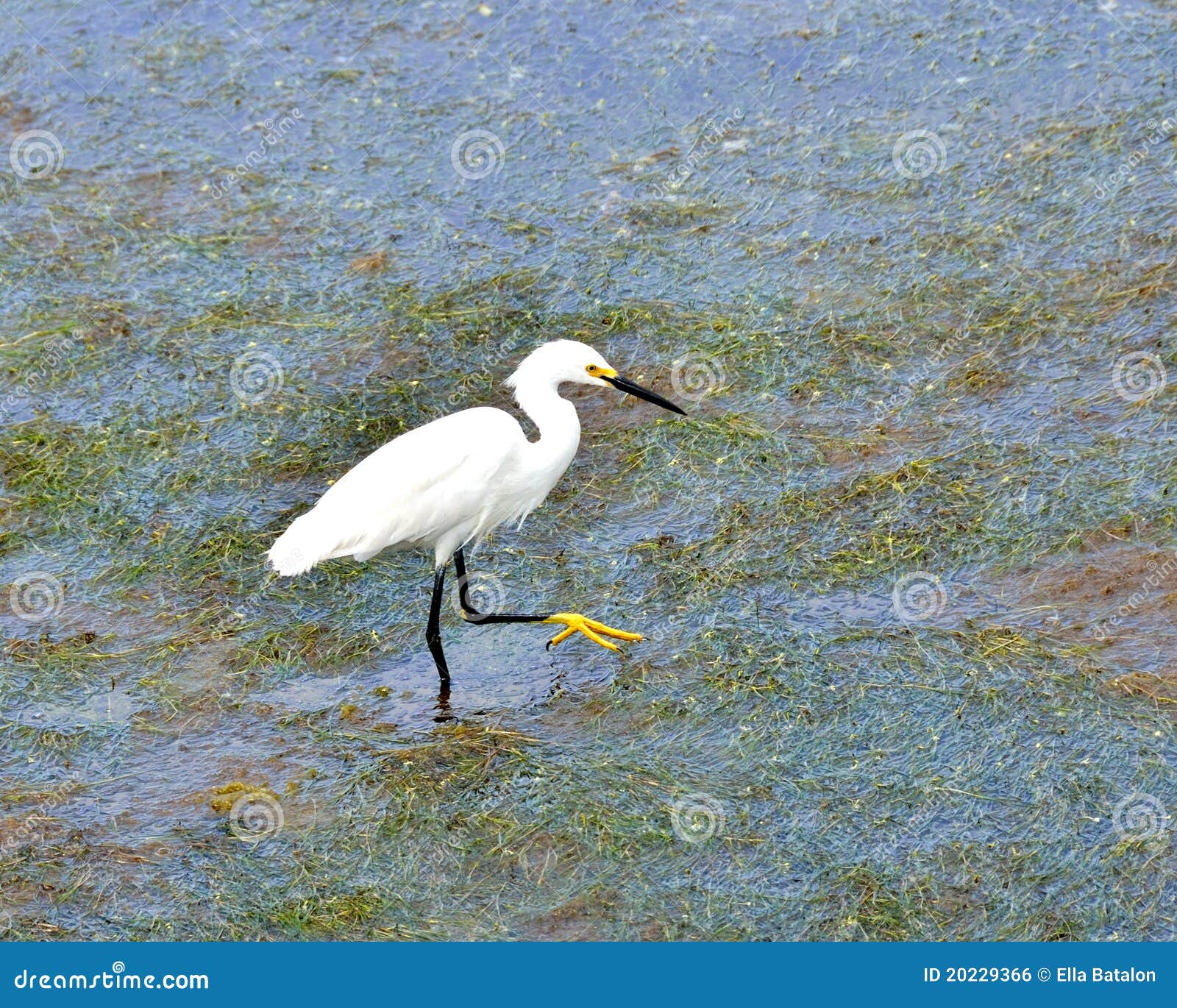 Heron in Habitat Reserve stock photo. Image of coastal 20229366