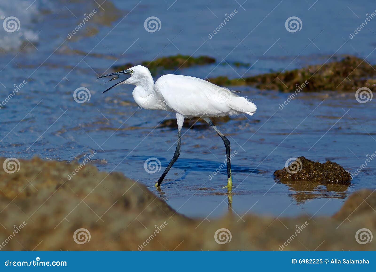 The heron having meal stock image. Image of greece, feathers - 6982225