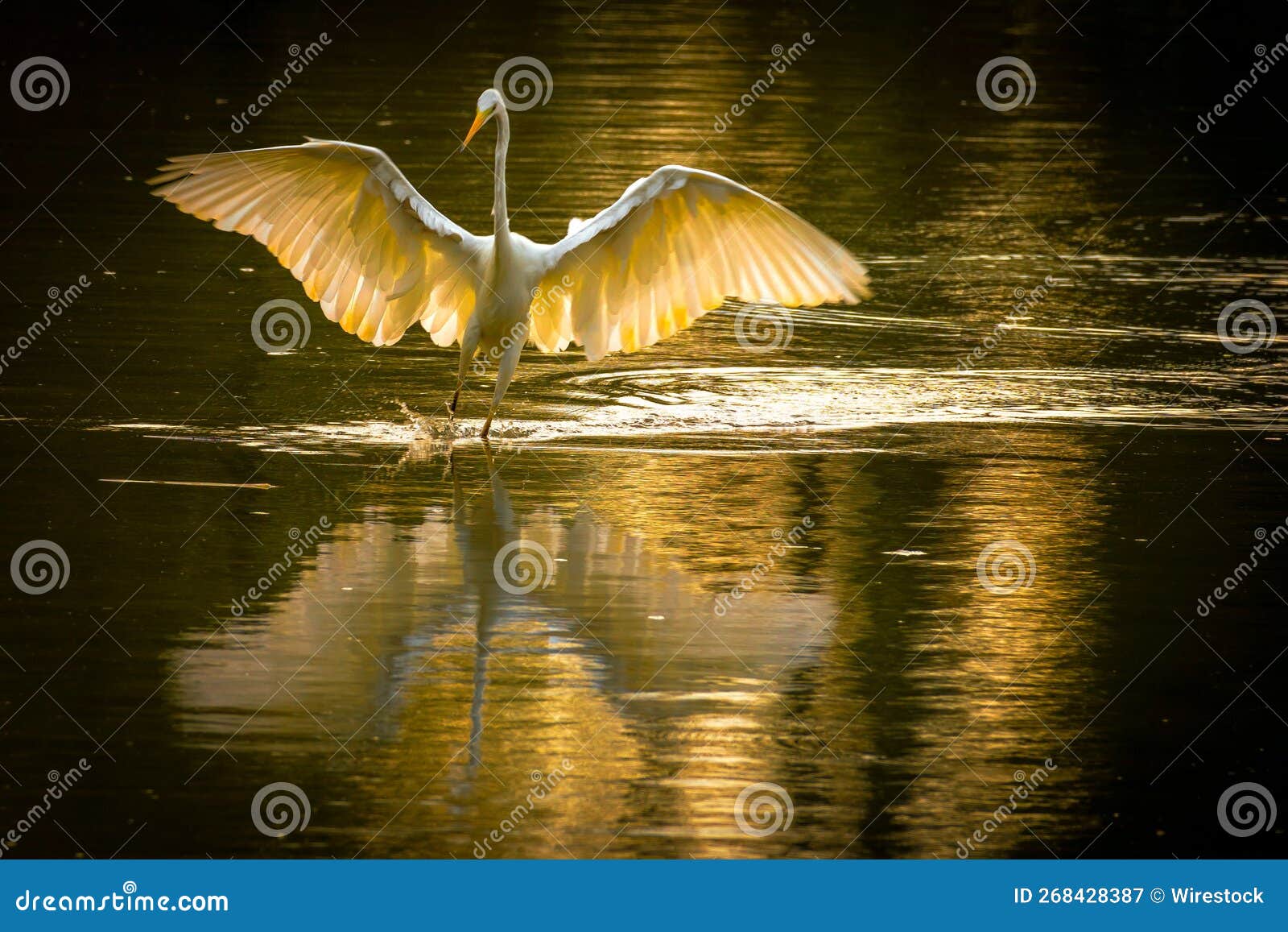Heron Landing with Outstretched Wings in the Water Stock Image Image