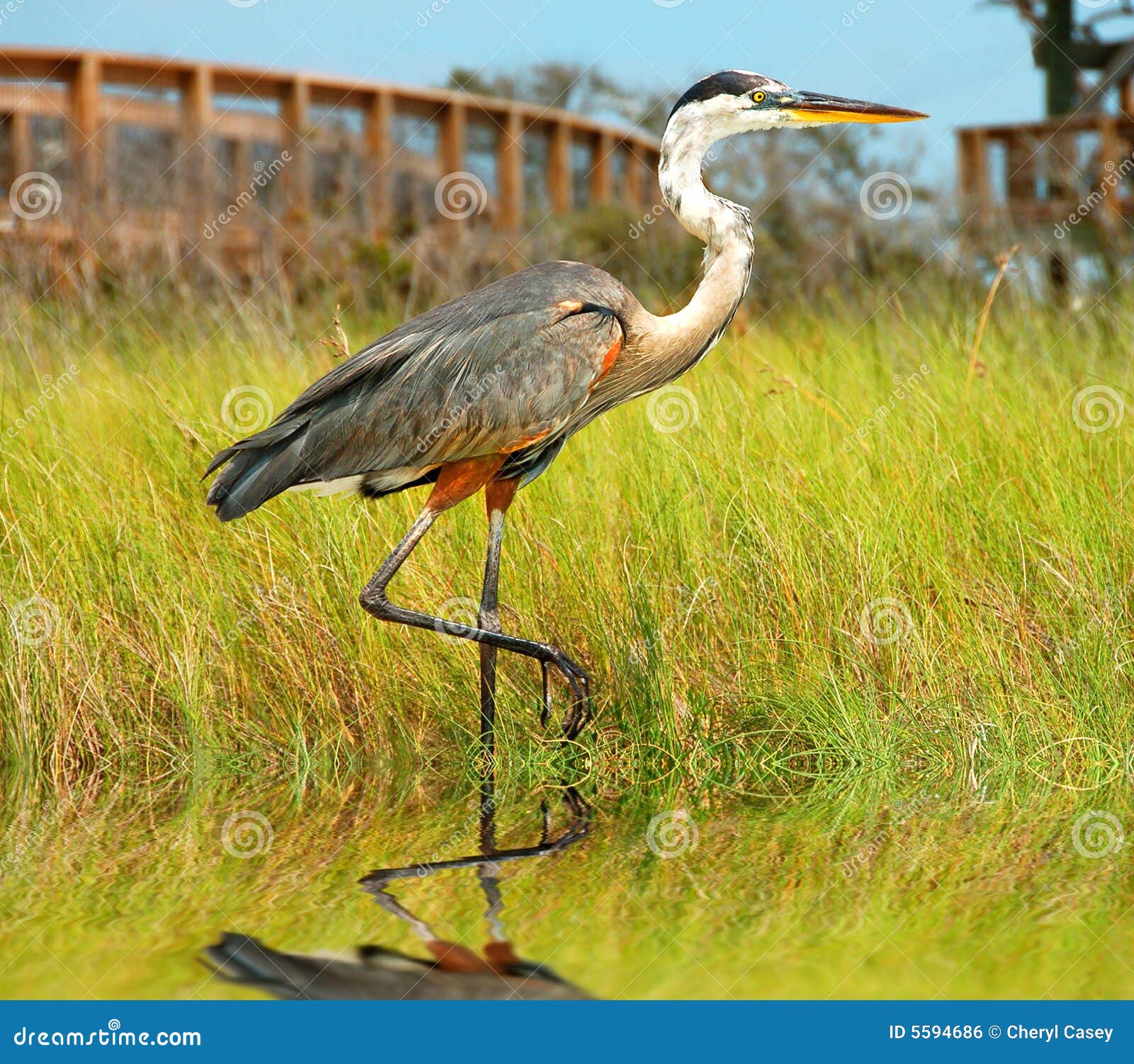 Heron In Marsh Royalty Free Stock Image - Image: 5594686