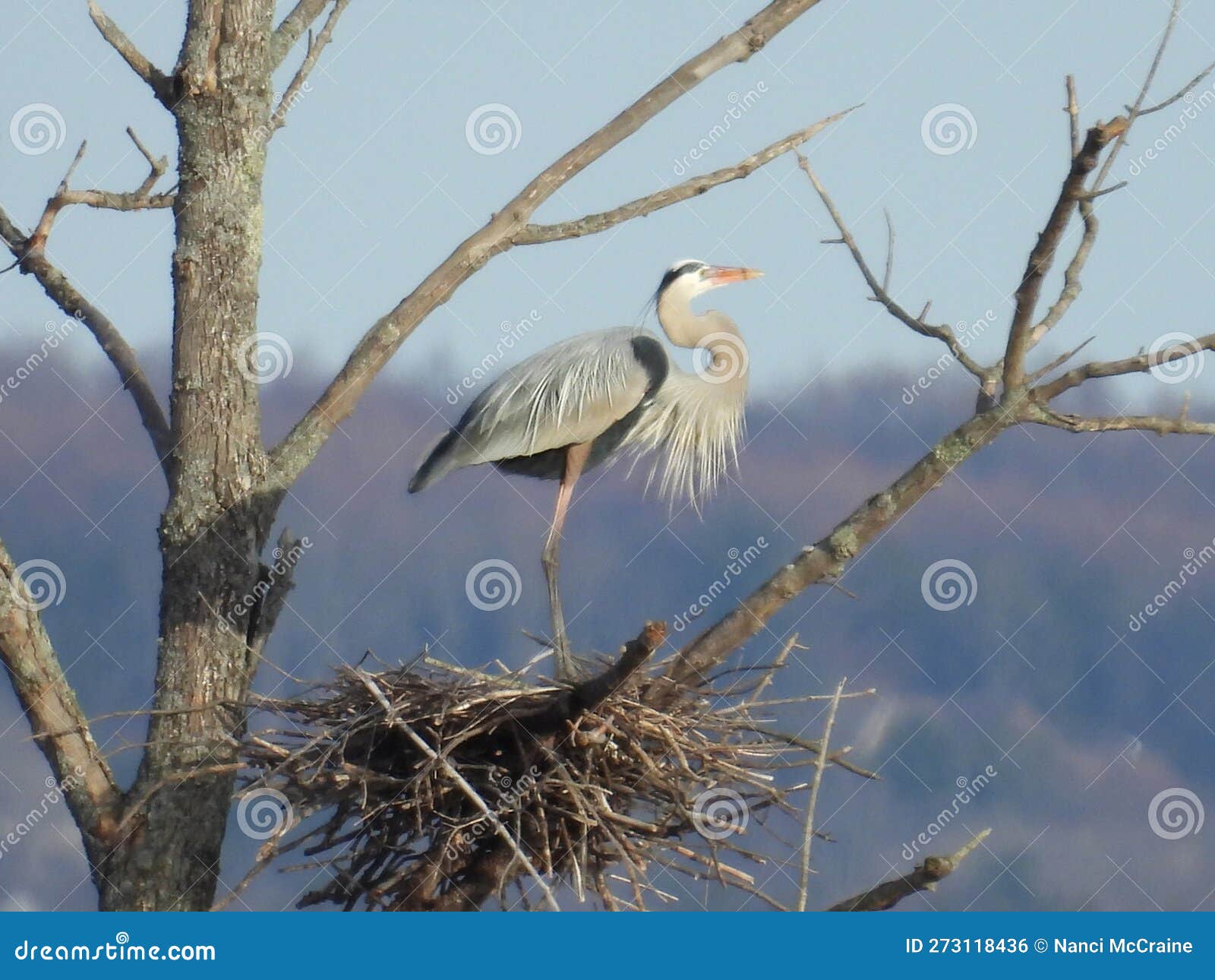 great blue heron stands proudly on new spring nest