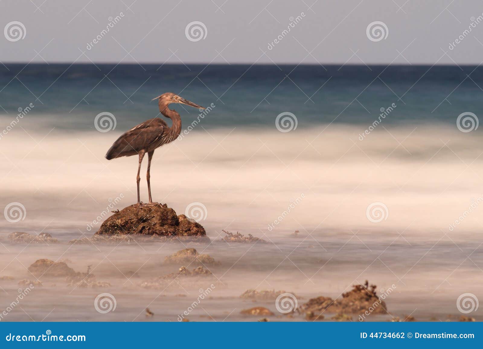 heron on rock looks out to blurry sea, sulawesi.