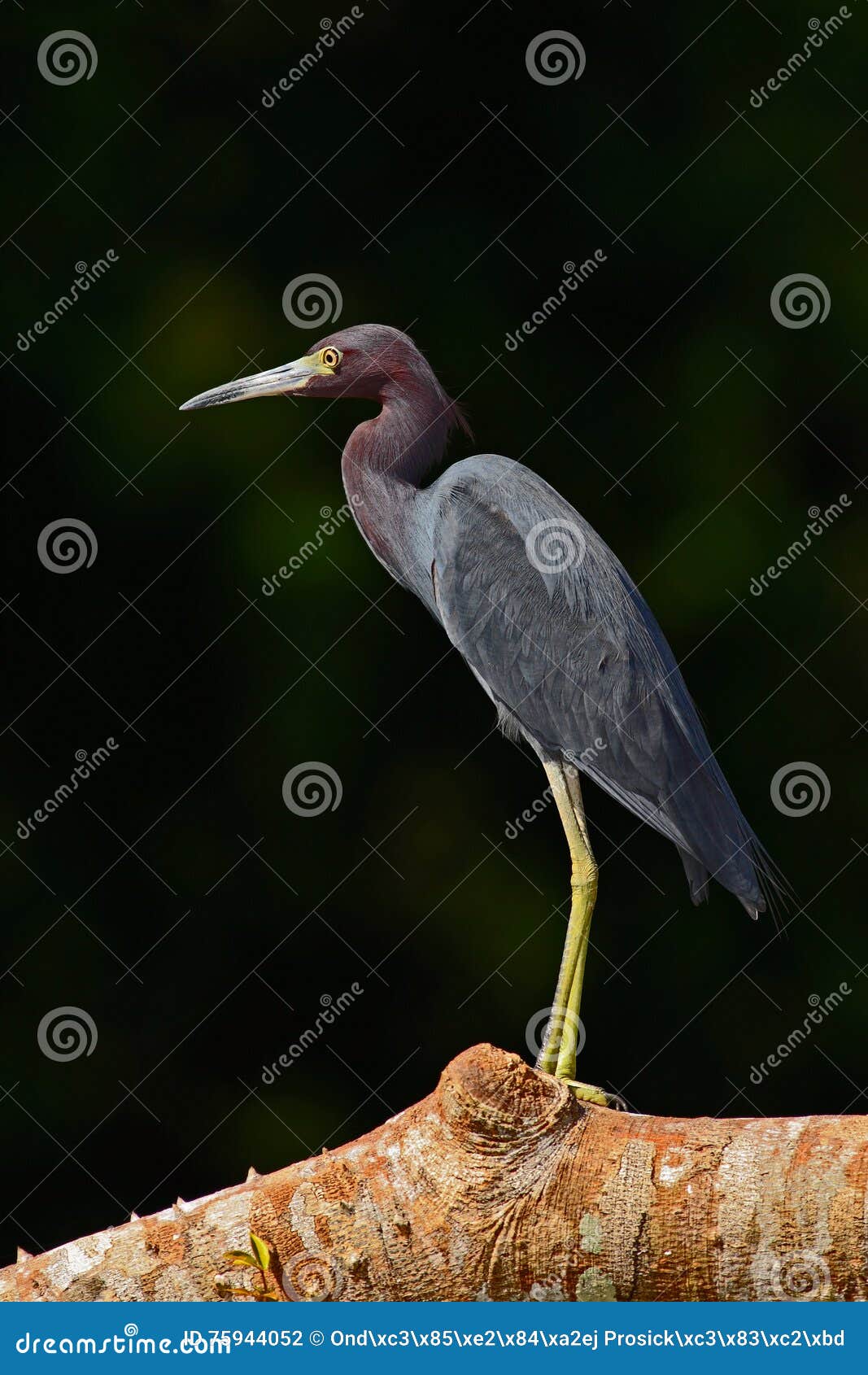 heron sitting on the branch. little blue heron, egretta caerulea, in the waqter, eaqrly morning with, sun, dark blue sea, rio