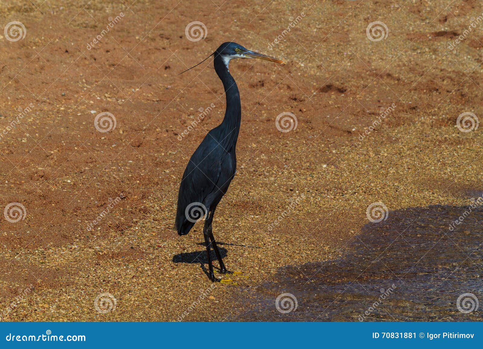 Heron stands on the shore stock image. Image of full - 70831881