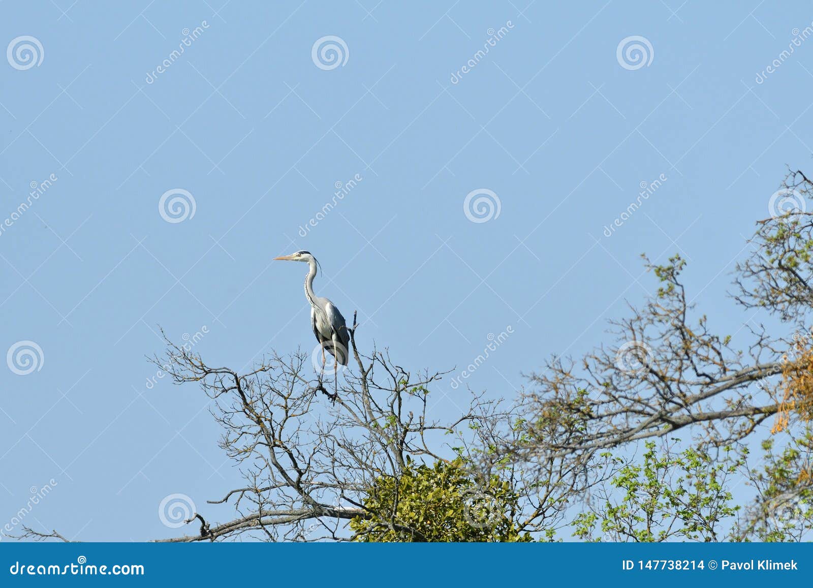 Heron Sitting on a Branch High in a Tree Stock Photo - Image of catches ...