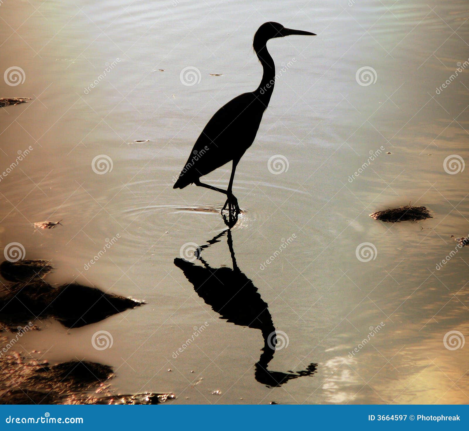 heron wading in water
