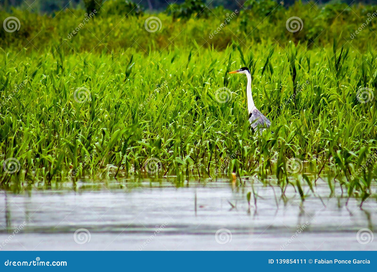 heron walking on the lake among the undergrowth