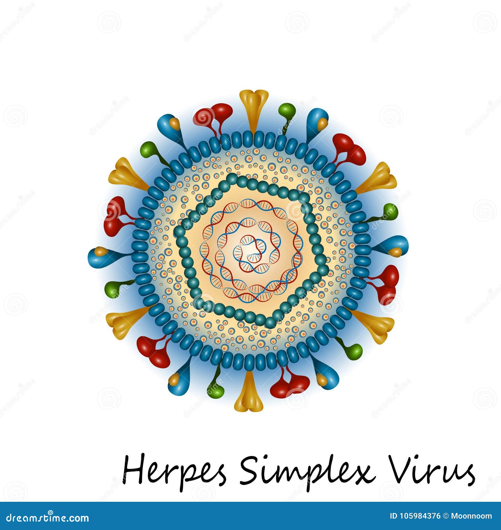 herpes simplex virus particle structure
