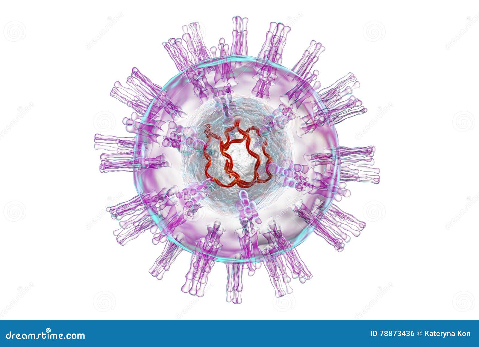 Herpes Simplex Virus Structure Stock Illustration - Illustration of