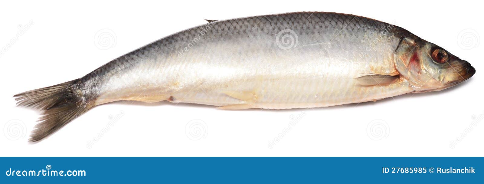 Herring stock image. Image of white, skin, seafood, silver 27685985