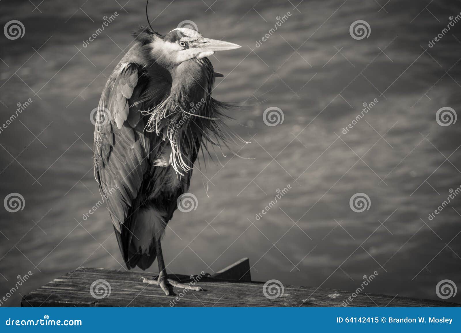Herring Bird Sepia stock image. Image of perched, ugly 64142415
