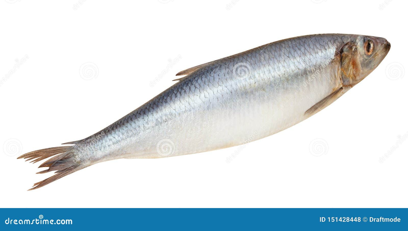 Herring fish stock photo. Image of food, eating, blue 151428448