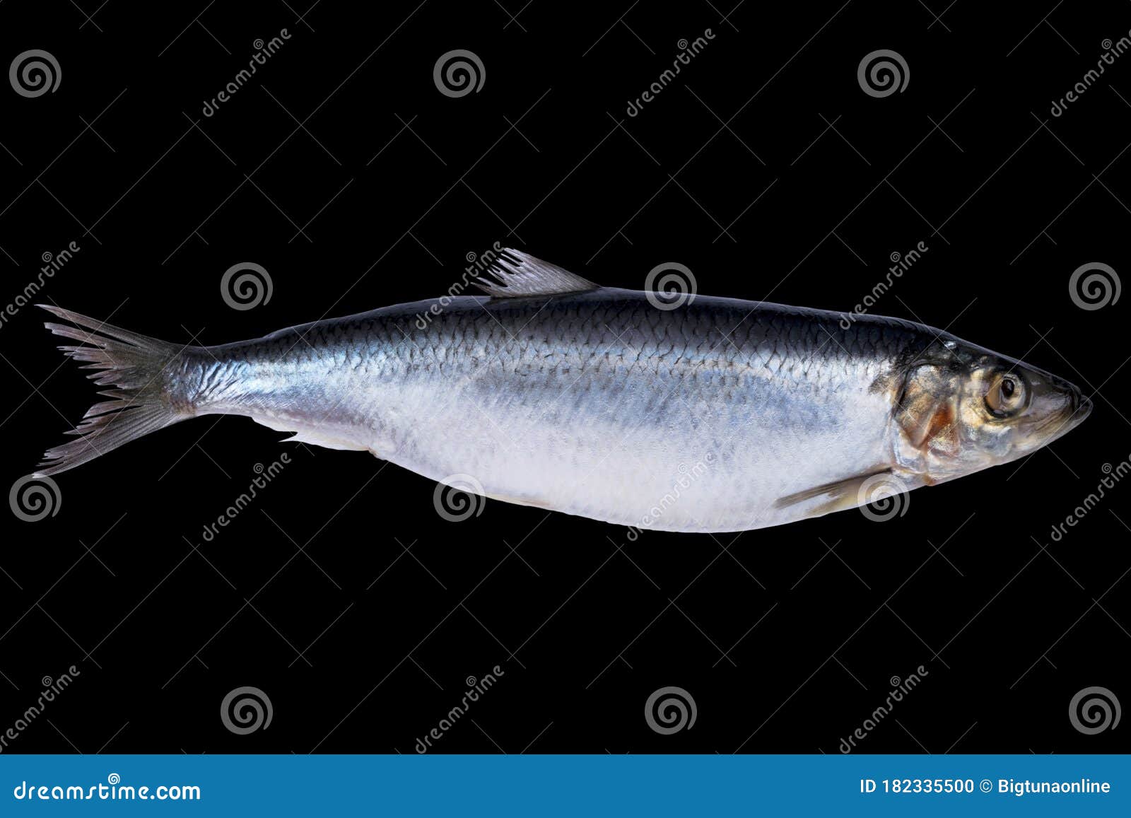 Herring Fish Isolated on Black Background. Frozen Group of Fish. Iced