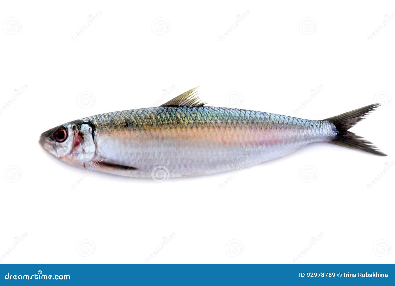 Herring Fish Isolated on White Background Stock Image Image of silver