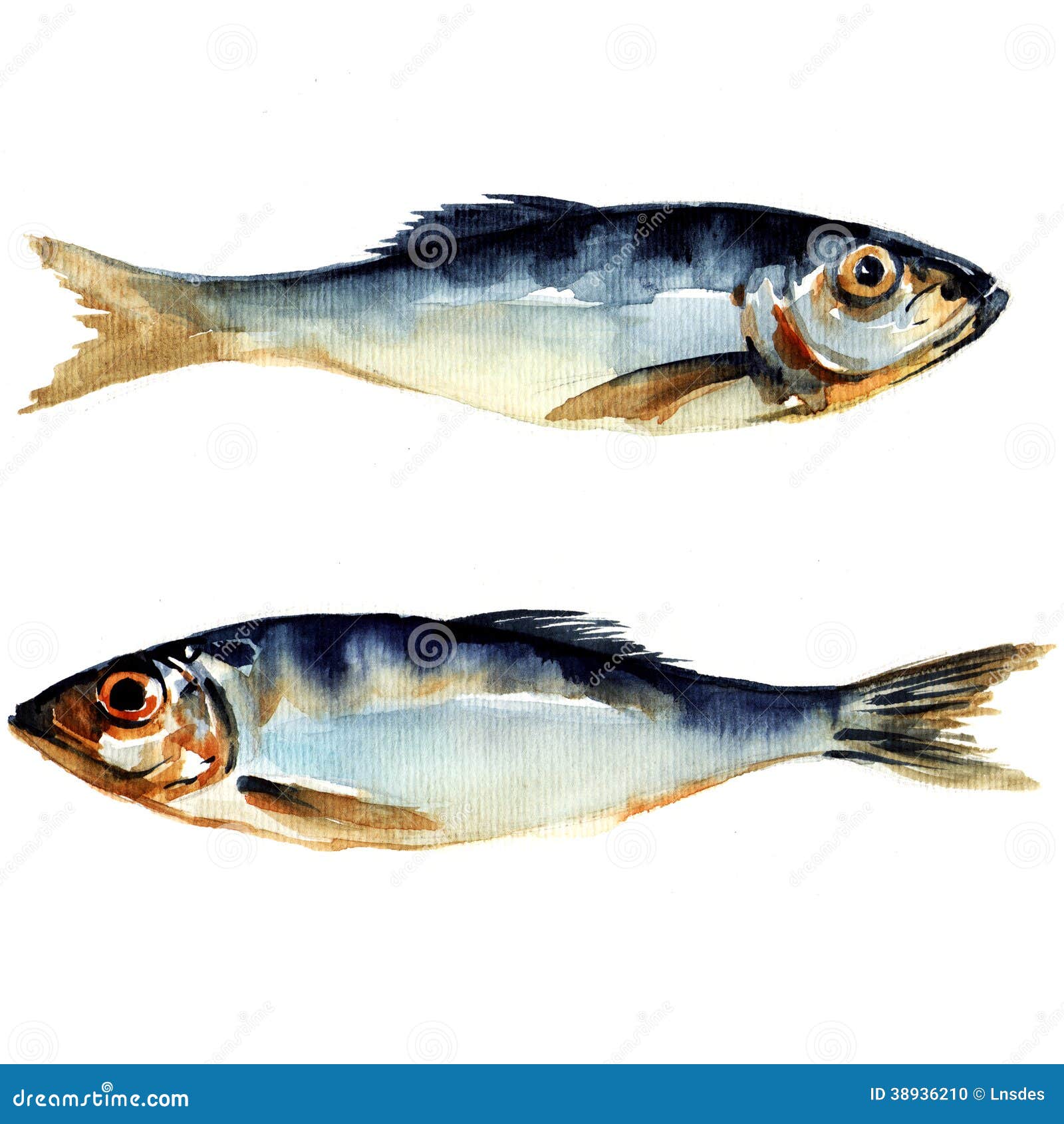Herring Fish Vector Sketch Illustration Clipart Image CartoonDealer